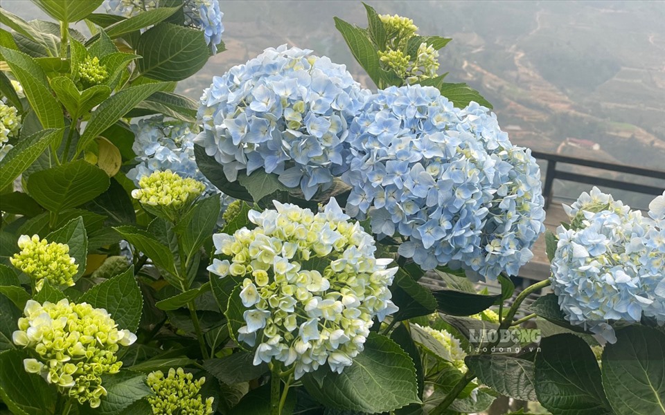 Điều đặc biệt để thu hút du khách đó là hoa cẩm tú cầu được trồng tập trung hàng loạt trên sườn đồi, khi hoa nở sẽ tạo hiệu ứng lung linh, đẹp huyền ảo mà ít nơi nào có được.