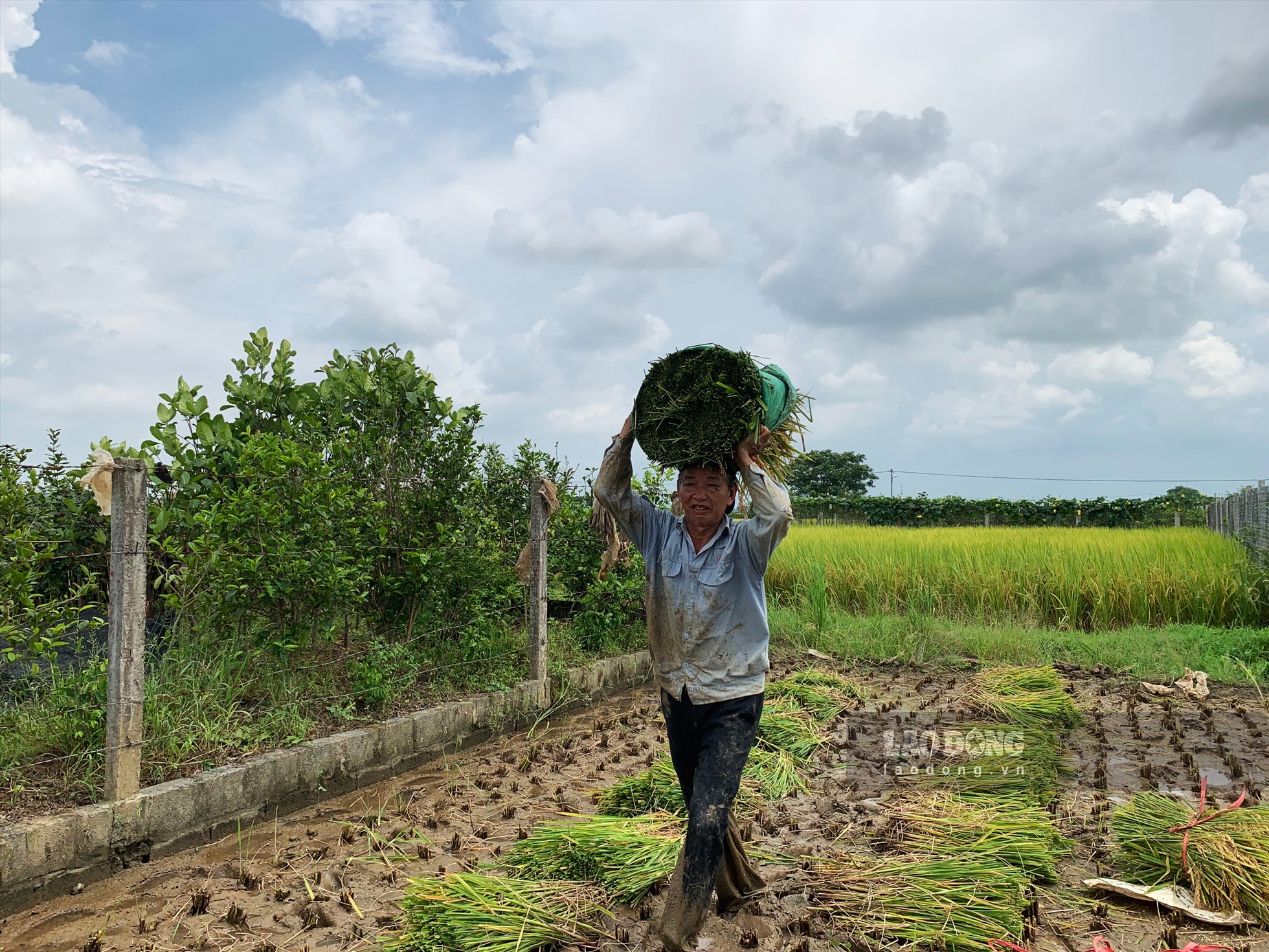 Với nguồn nhân lực năm người, gia đình ông Tú (ở thôn Tứ, xã Hồng Việt, huyện Đông Hưng) tranh thủ xuống đồng từ sáng sớm để gặt hoàn thiện mảnh lúa nếp 97, diện tích 2 sào.