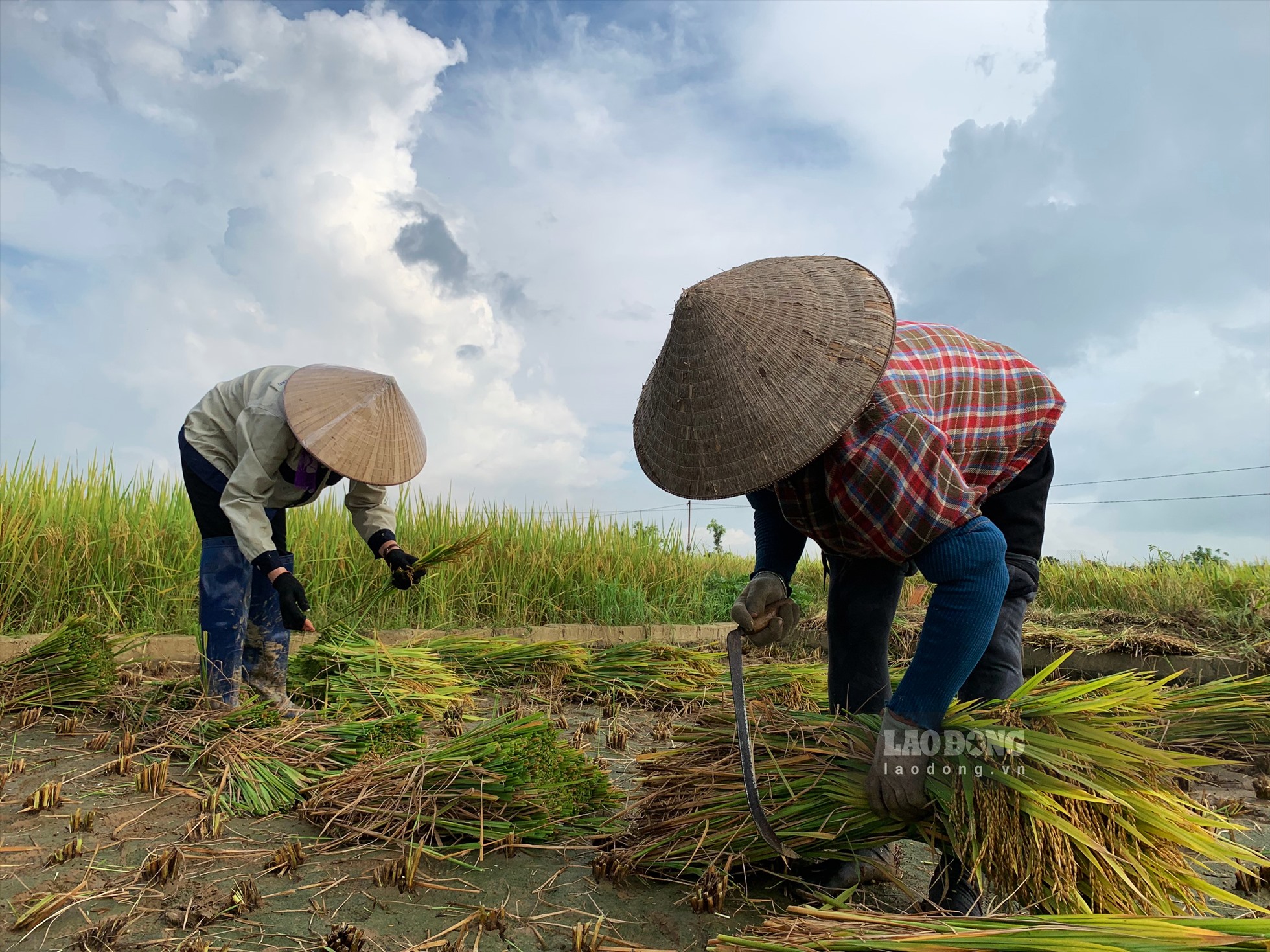 Lúa sau khi gặt xong sẽ được người dân dùng liềm xén để chia đôi cây lúa, tách phần gốc rạ và bông lúa ra.