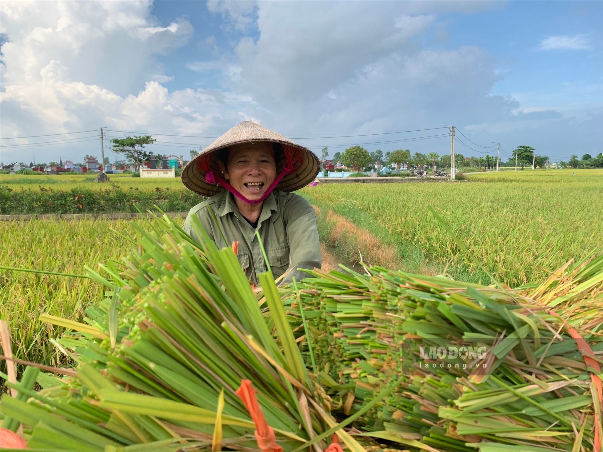 Được biết, toàn xã Hồng Việt (huyện Đông Hưng) hiện có khoảng 327 ha diện tích đất trồng lúa, do thời tiết thuận lợi nên năm nay, sản lượng lúa cao hơn năm trước (2022).
