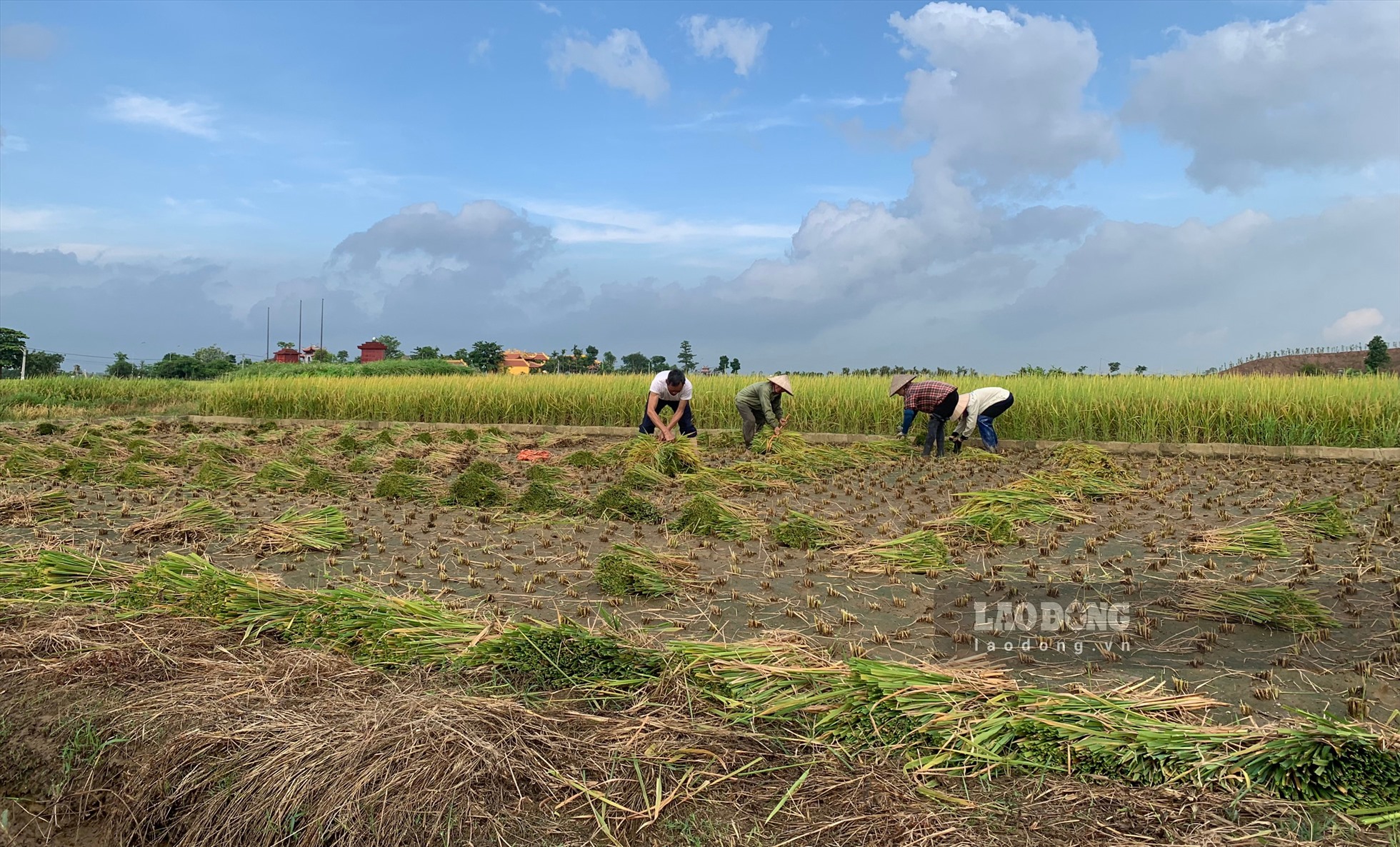 Khắp các cánh đồng ở huyện Đông Hưng (tỉnh Thái Bình) thời điểm này, lúa đã bắt đầu chín rộ. Nông dân tranh thủ thời tiết thuận lợi thu hoạch lúa sớm. Tiếng máy gặt đập liên hoàn xen lẫn tiếng cười của người nông dân tạo nên âm vang nhộn nhịp cả một vùng.
