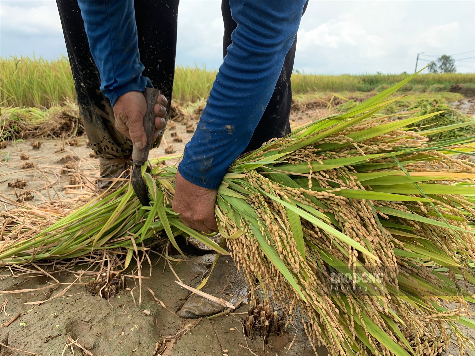 Lúa sau khi gặt xong sẽ được người dân dùng liềm xén để chia đôi cây lúa, tách phần gốc rạ và bông lúa ra.
