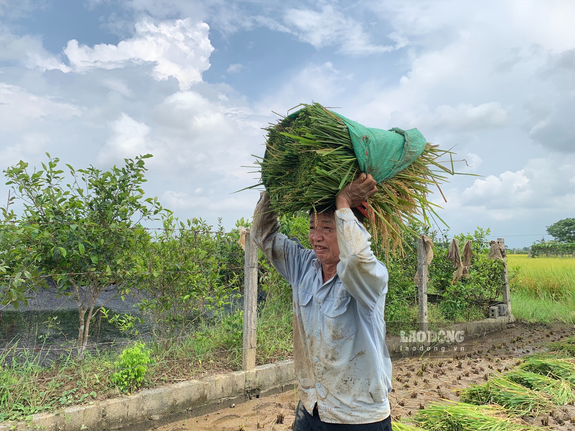 Với nguồn nhân lực năm người, gia đình ông Tú (ở thôn Tứ, xã Hồng Việt, huyện Đông Hưng) tranh thủ xuống đồng từ sáng sớm để gặt hoàn thiện mảnh lúa nếp 97, diện tích 2 sào.
