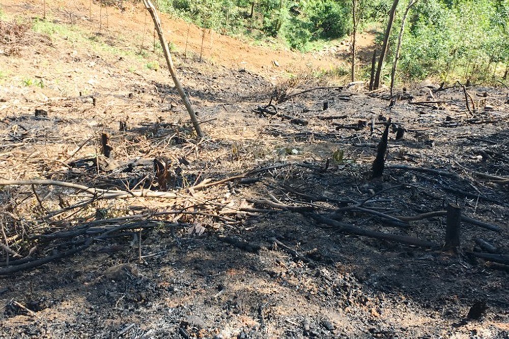Khu vực rừng xảy ra cháy làm chị Phạm Thị Thùy tử vong. Ảnh: Thành Hải