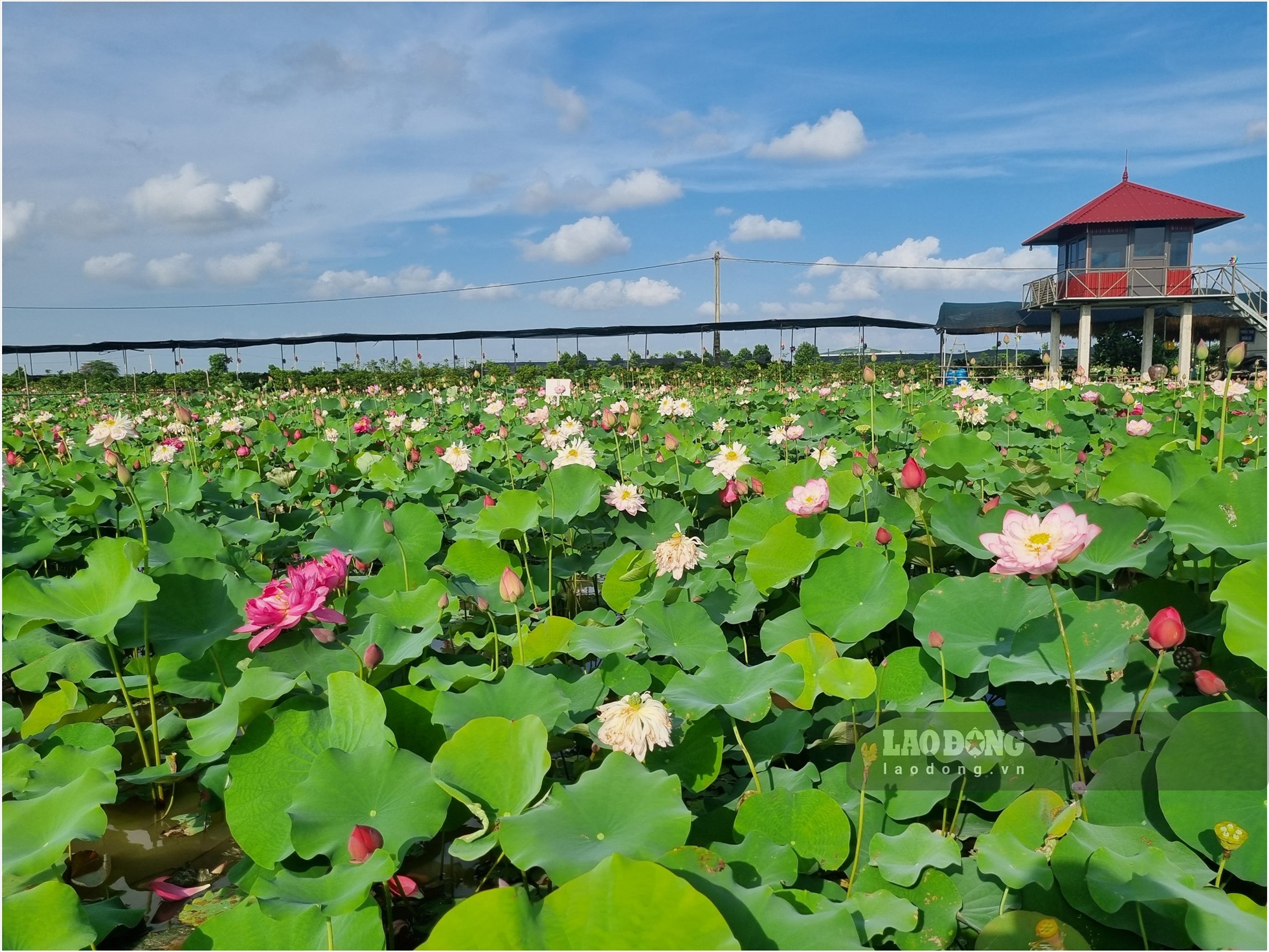 Đầm sen ở thôn Vân Đài, xã Chí Hoà, huyện Hưng Hà, Thái Bình là một trong các điểm đến của du khách yêu thích chụp ảnh tìm đến những ngày này.
