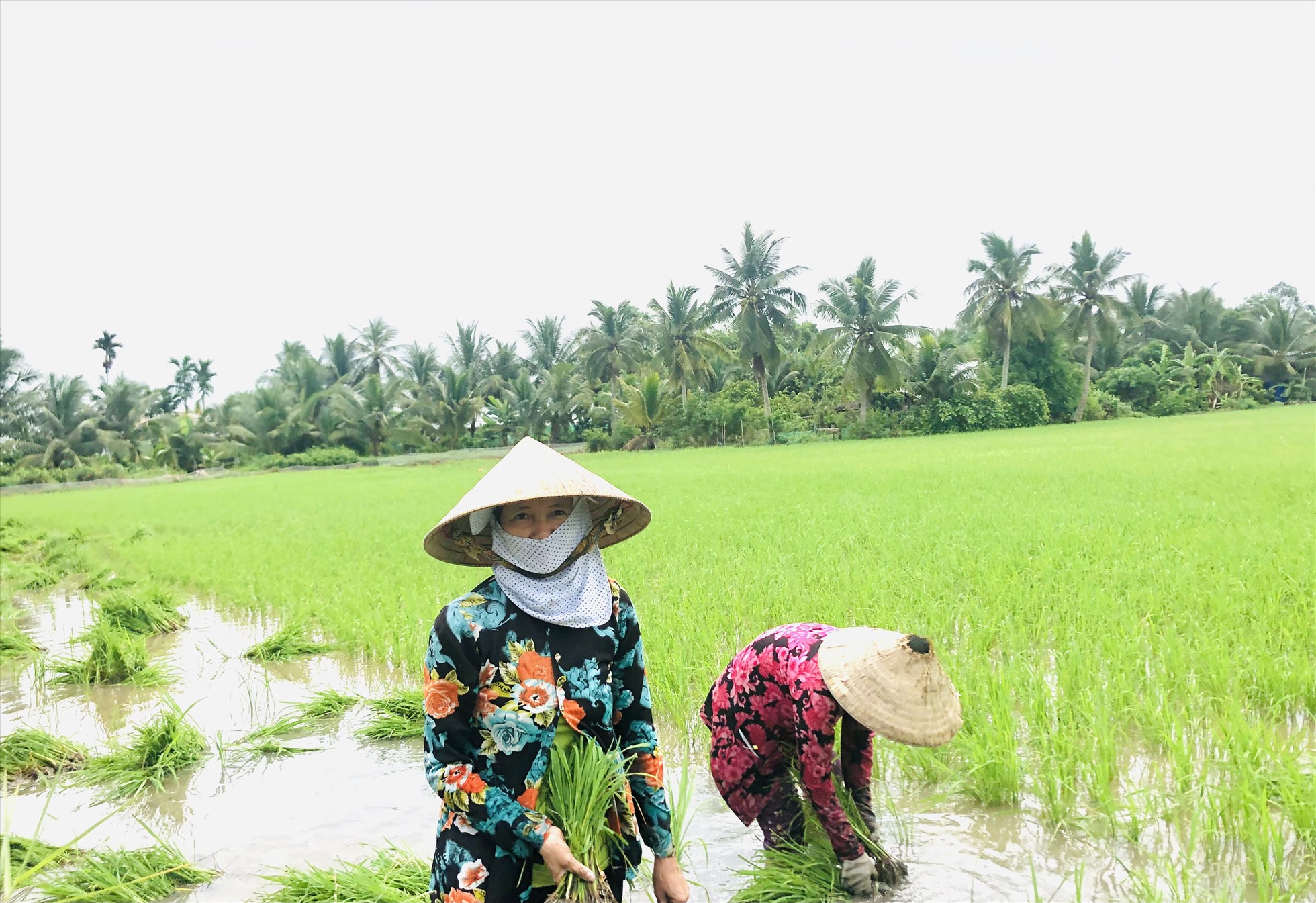 Chị Nguyễn Thị Đến tranh thủ ngày nghỉ cuối tuần nhận cấy, giặm lúa thuê kiếm thêm thu nhập. Ảnh: Bích Ngọc