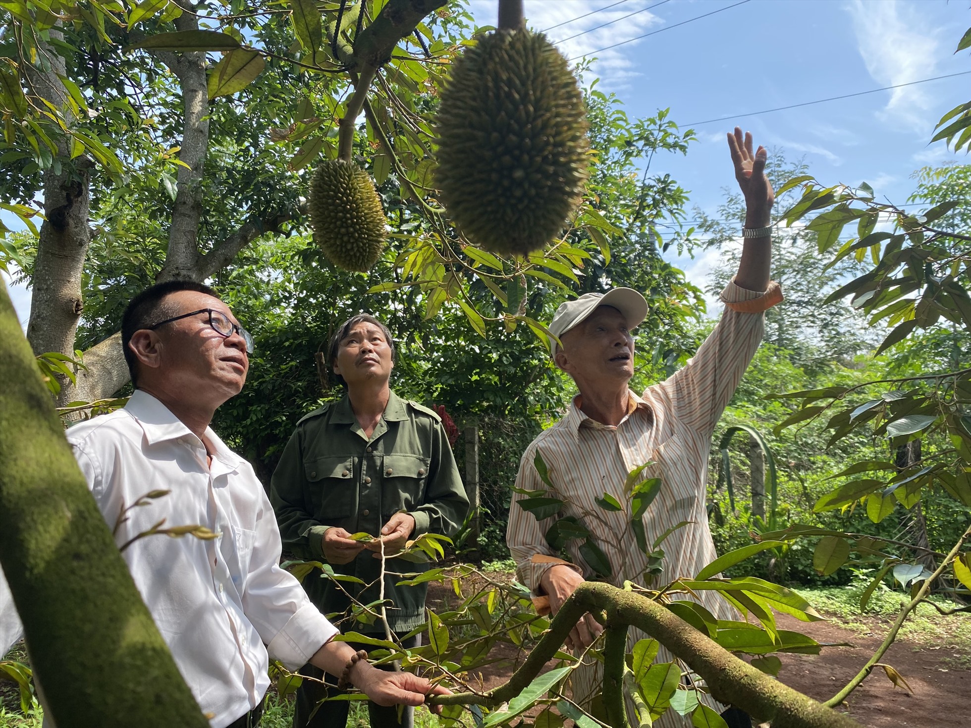 Nhiều nông dân ở Đắk Lắk đã chuyển đổi cây trồng từ cà phê, tiêu...sang sầu riêng để thu lợi nhuận. Ảnh: Bảo Trung