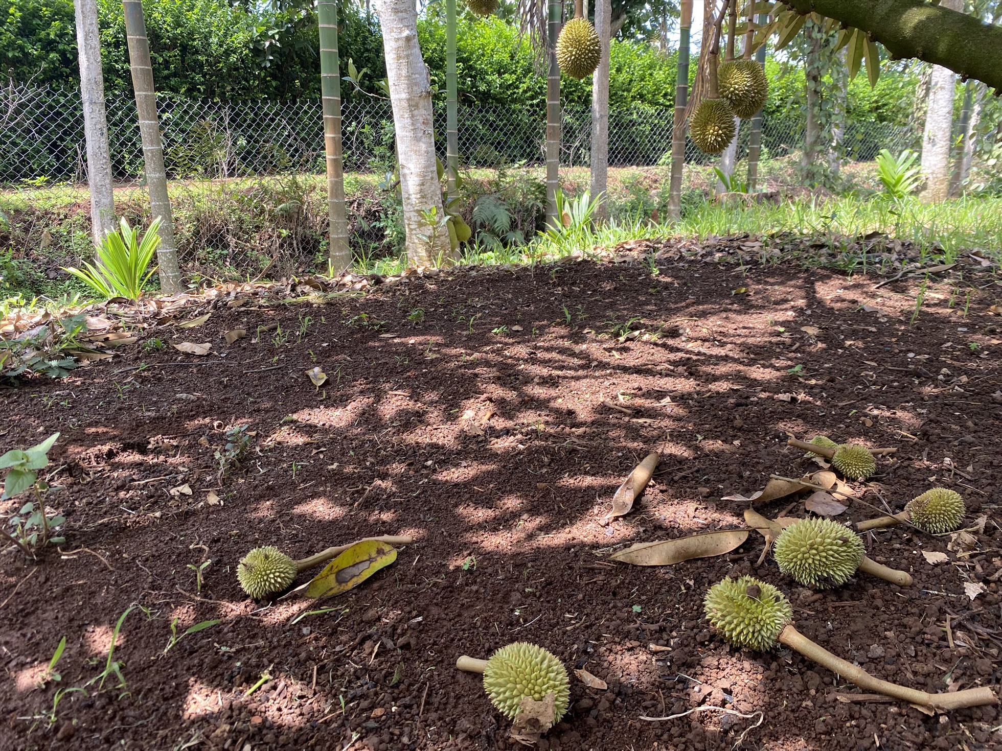 Nhiều trái sầu riêng còn non rụng quả khắp các vườn trên địa bàn huyện Cư Kuin. Ảnh: Bảo Trung
