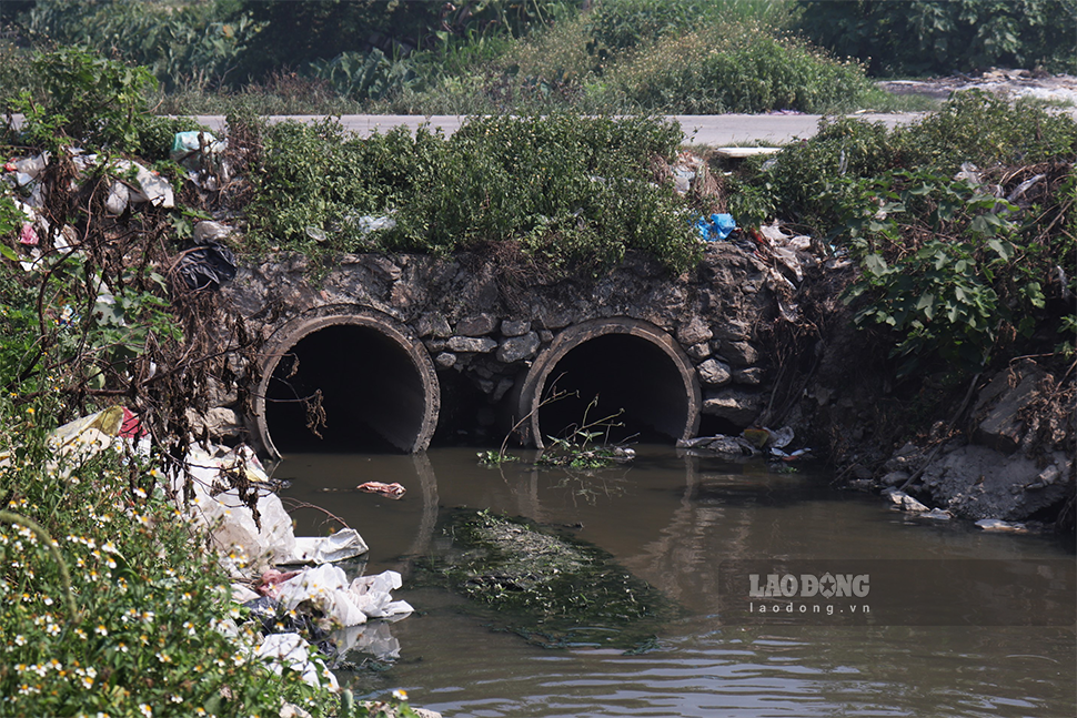 Nhiều hộ nông dân tại đây cho biết, hoạt động xả nước thải ra đường kênh thủy lợi nội đồng của cụm Công nghiệp Thanh Oai khiến lúa của người dân bị sâu bệnh, hạt lép, thậm chí có hàng trăm sào mất trắng.