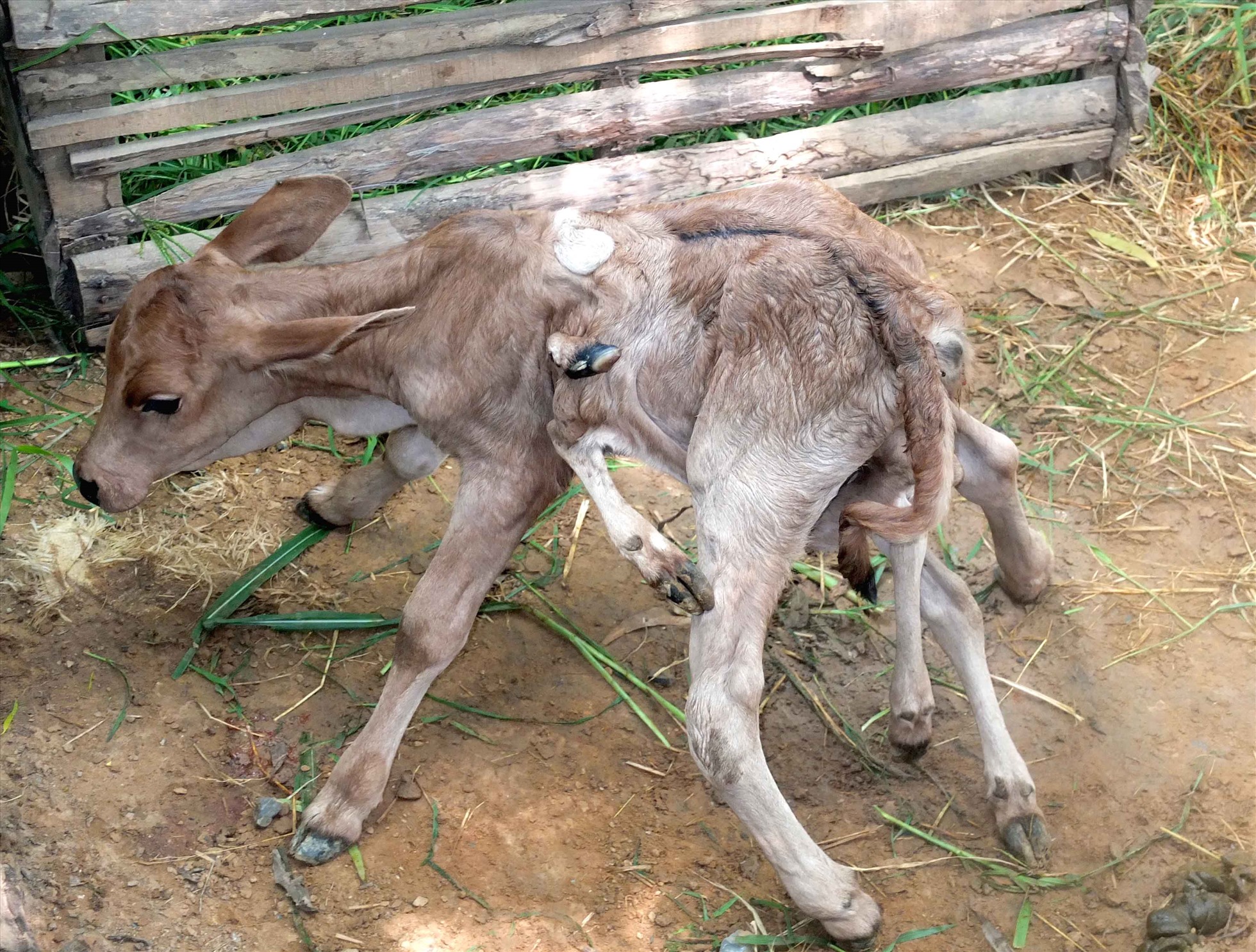 Trước đó, bò mẹ trong gia đình ở xã Tân Thành A, cũng sinh bê độc lạ khi có đến 8 chân. Ảnh: Dũng Chinh