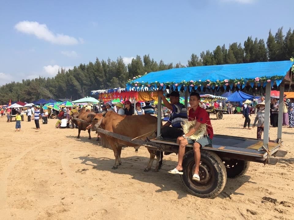 Xe bò vận chuyển du khách dạo biển Cam Bình. Ảnh: Phạm Duy