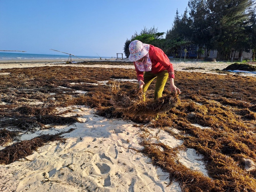 Nếu khai thác rong biển cạn kiệt sẽ làm ảnh hưởng đến môi trường sống và sinh sản của các loại thủy, hải sản gần bờ. Ảnh: Hồng Thiệu