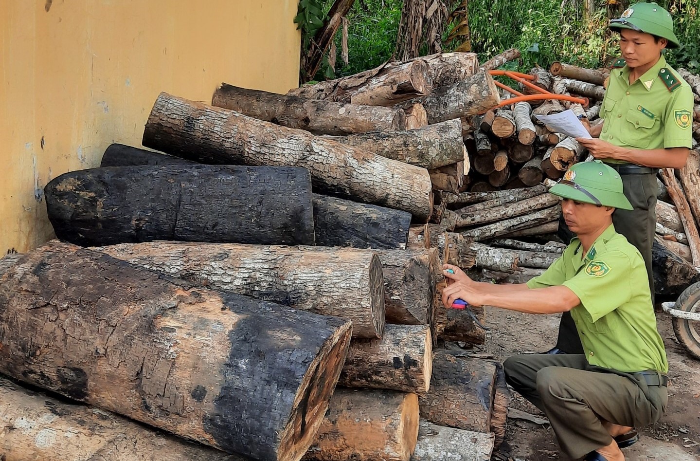 Các lóng gỗ là cây rừng tái sinh tự nhiên được vận chuyển bằng ôtô ra ngoài được lực lượng kiểm lâm phát hiện. Ảnh: K.Lâm.