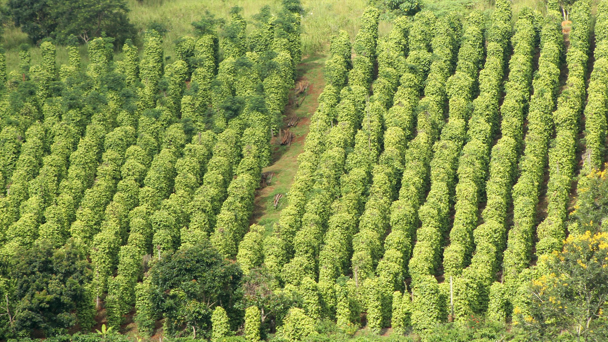 Hiện nay, toàn tỉnh Đắk Nông đang có hàng chục ngàn hecta cây hồ tiêu, cà phê, điều... trồng sai vị trí nên không phù hợp với điều kiện thổ nhưỡng, khí hậu. Ảnh: Phan Tuấn