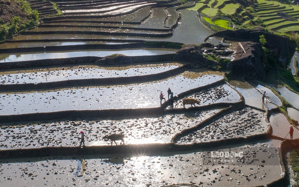 Những người đàn ông tranh thủ làm trên những thửa ruộng.