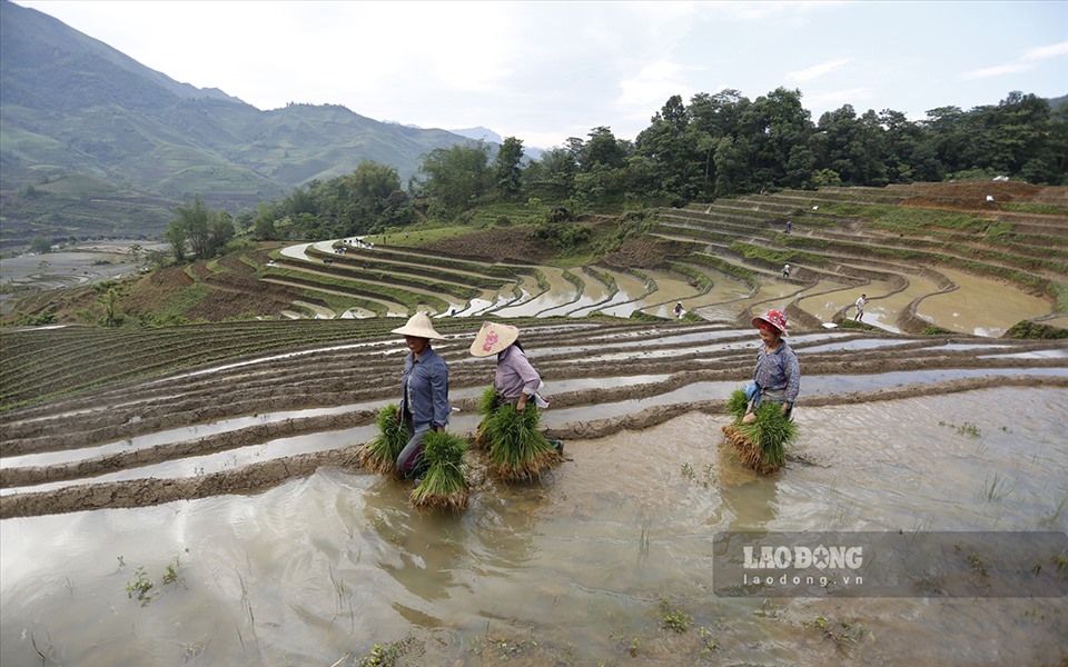 Những thời điểm người nông dân phải chạy đua với thời tiết để kịp phủ kín mạ non trên những thửa ruộng.