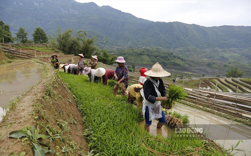 Nhổ mạ chuẩn bị xuống cấy.