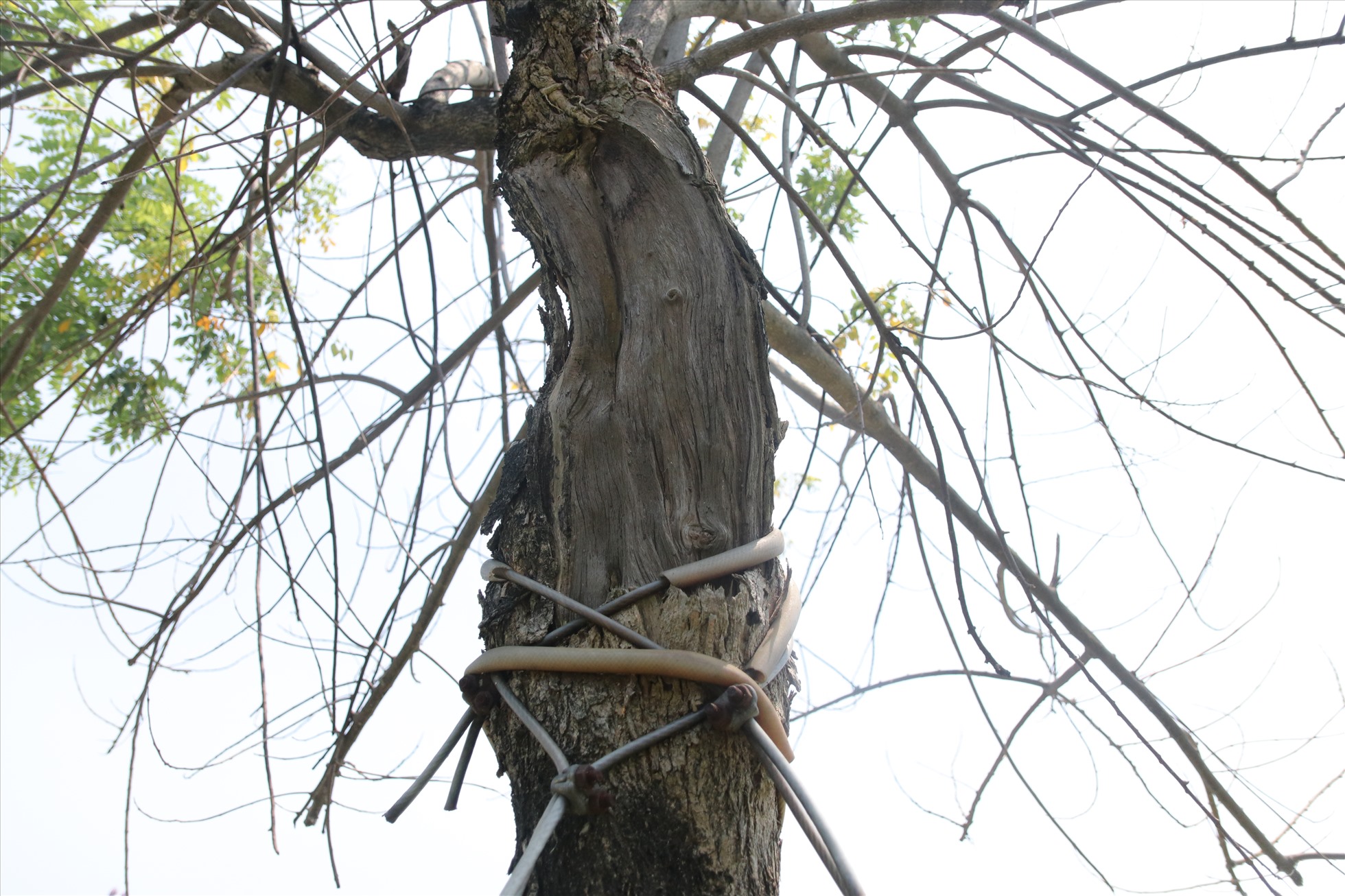 Mặc dù bên ngoài dây thép được bọc một lớp nhựa mềm, tuy nhiên tại các vị trí bị dây siết chặt thân cây có dấu hiệu bị lõm vào làm cho quá trình phát triển không được ổn định.