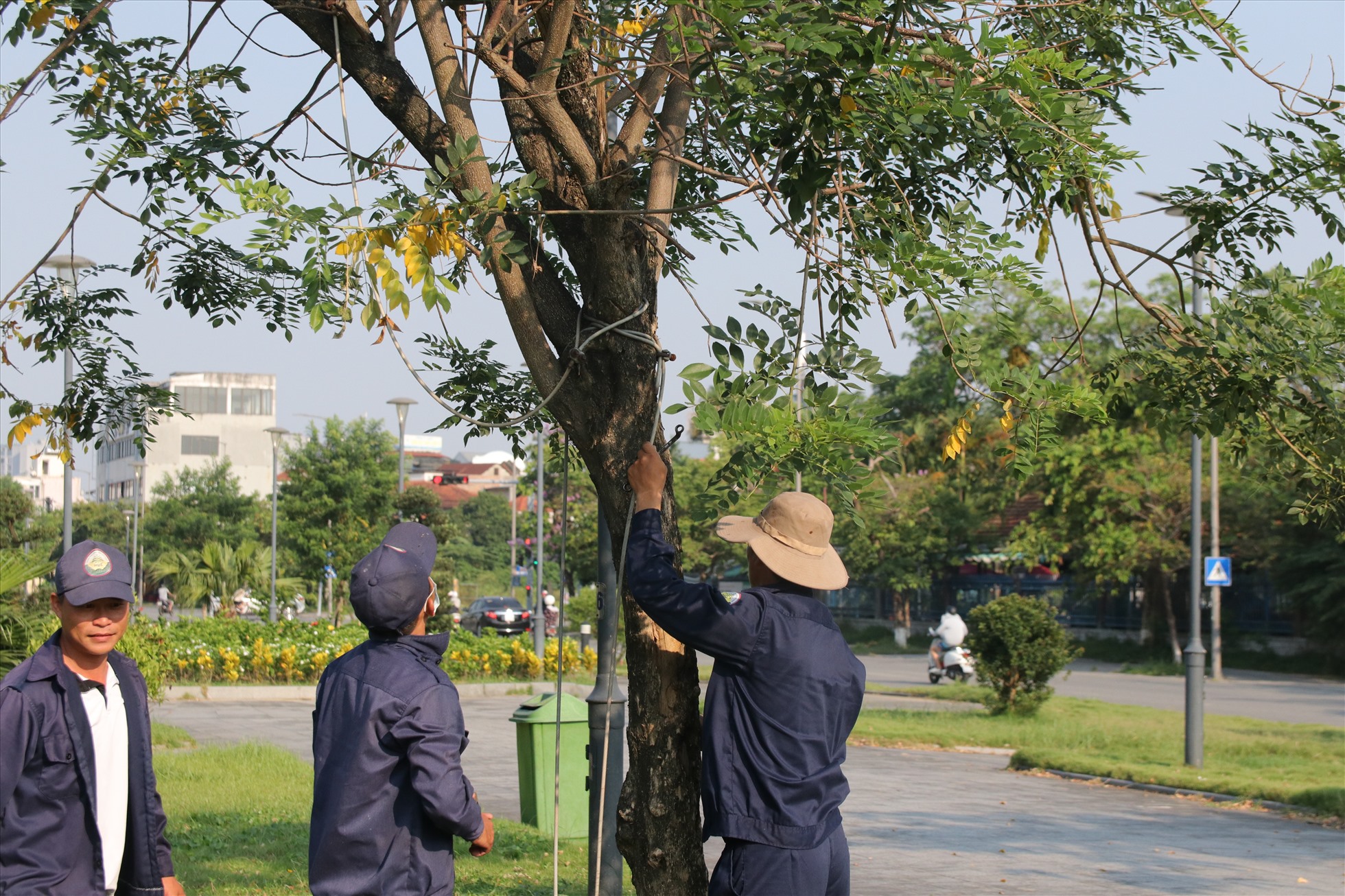Sau khi nhận được phản ánh, ông Lê Như Chinh - Giám đốc Trung tâm Công viên cây xanh Huế đã cho triển khai lực lượng để chỉnh trang lại các cột chống và tiến hành nới lỏng dây neo gia cố cho các cây xanh ở đường Tố Hữu.