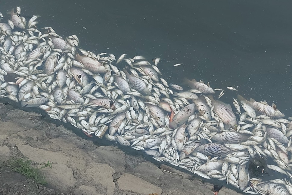 Cá chết bốc mùi hôi thối dạt vào bờ hồ Bồng Sơn. Ảnh: Trần Tuấn.