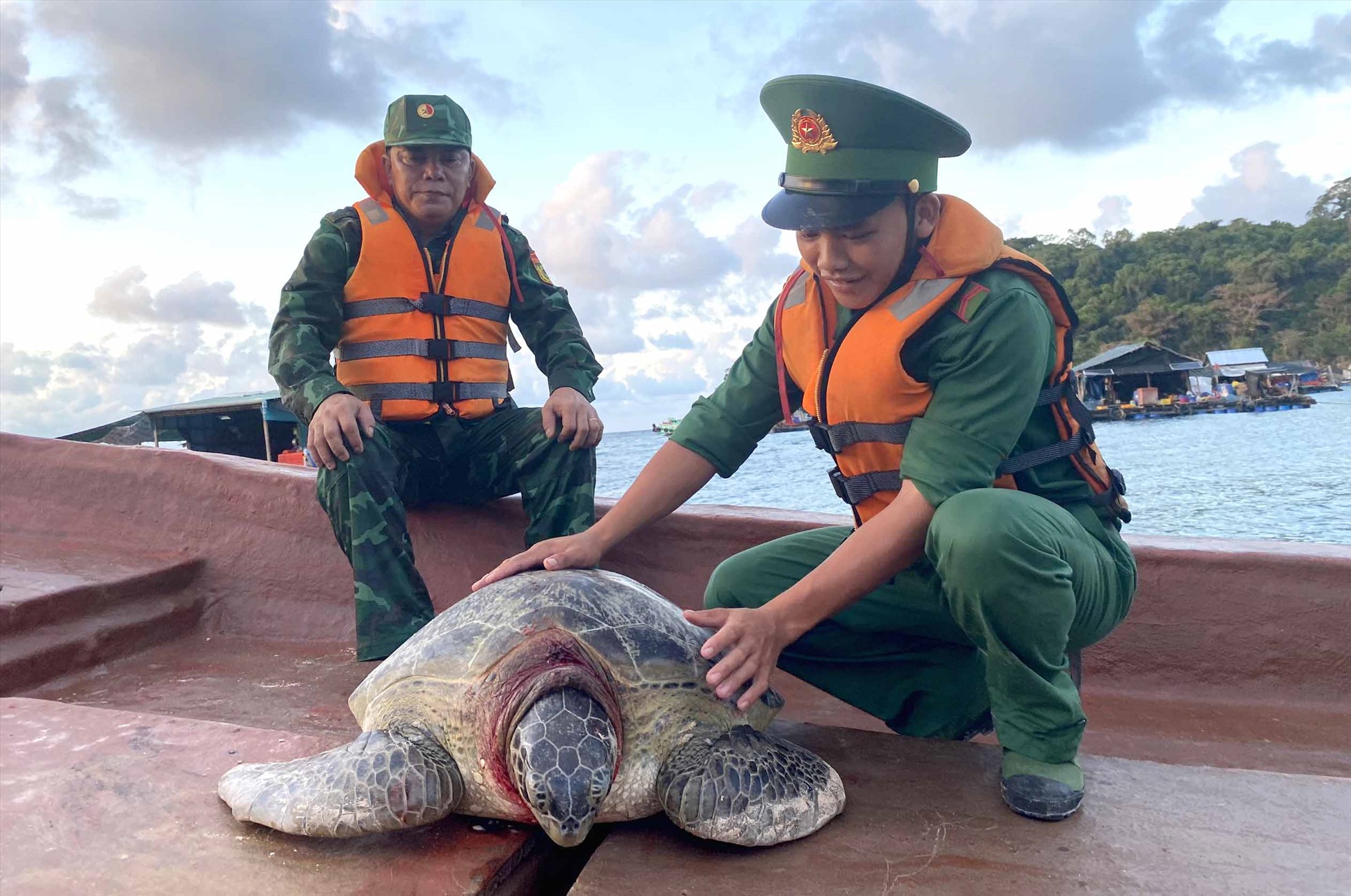 Cá thể rùa biển được phát hiện tại vùng biển Thổ Châu. Ảnh: La Minh Nhoà
