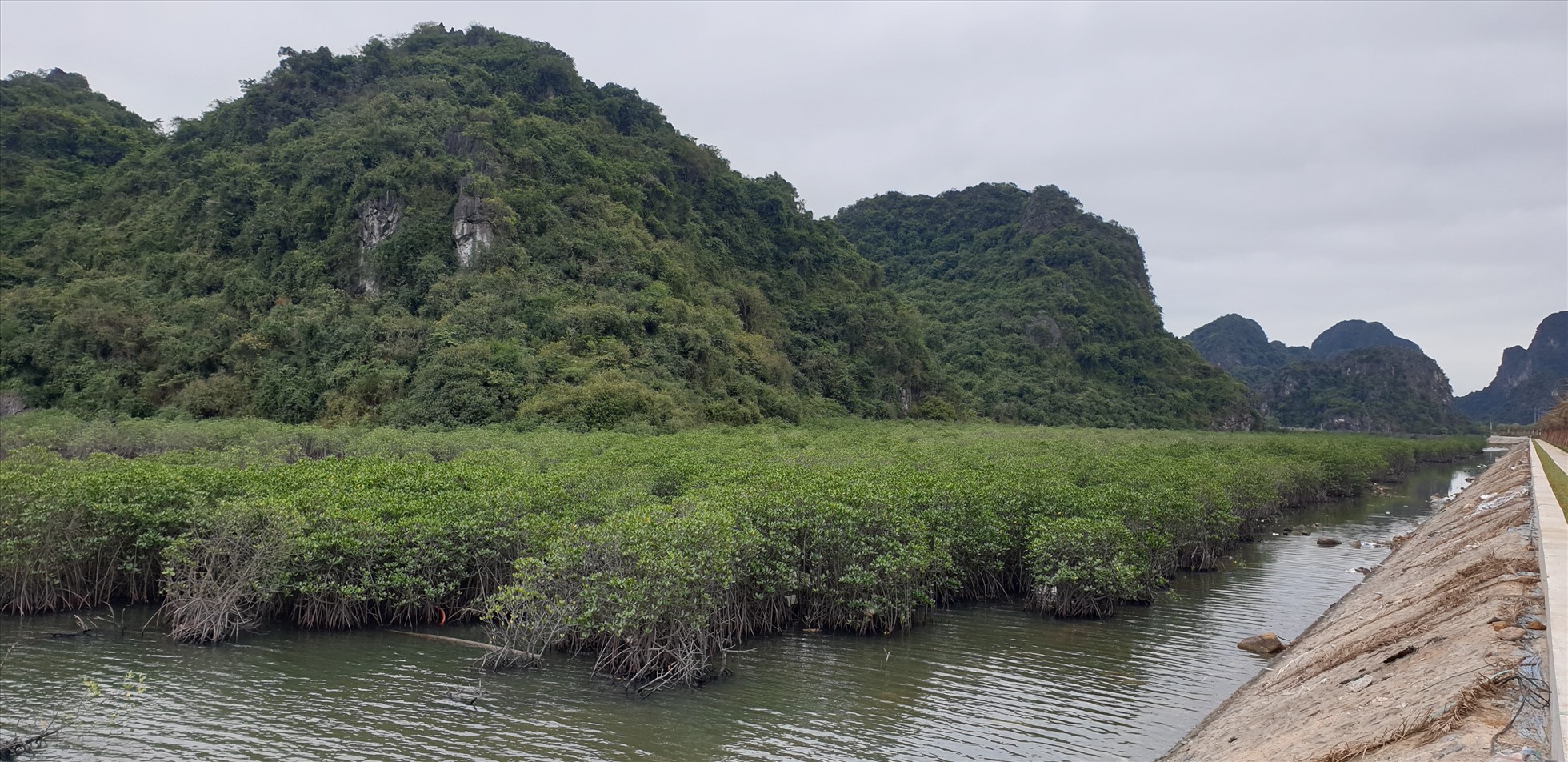 Tỉnh Quảng Ninh yêu cầu bảo vệ nghiêm ngặt các khu rừng ngập mặn, bãi triều 2 bên đường ven biển Hạ Long - Cẩm Phả. Ảnh: Nguyễn Hùng
