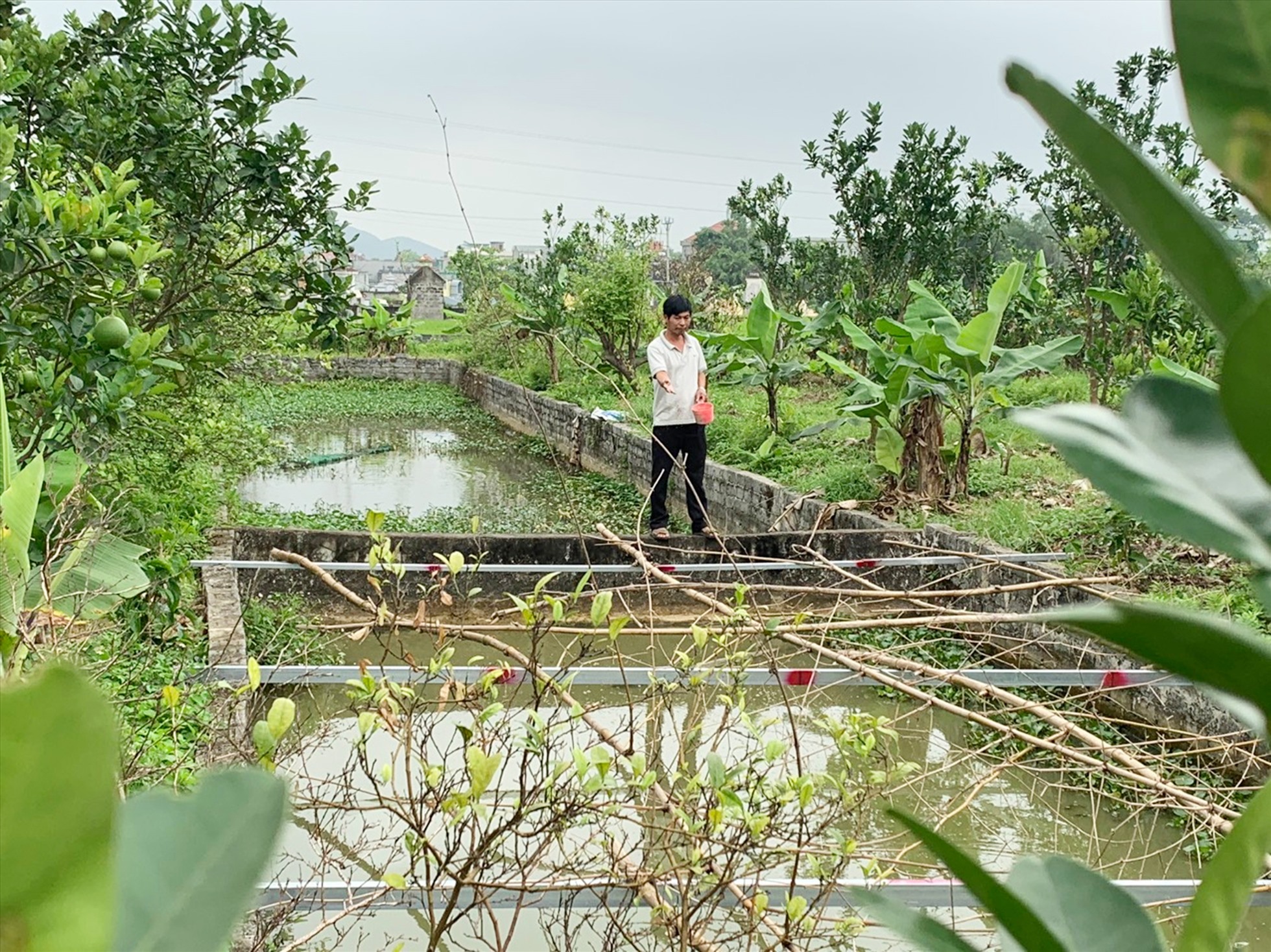 Mô hình trang trại đa canh của anh Vũ Ngọc Tú ở thôn Nham Tràng, xã Thanh Tân, huyện Thanh Liêm. Ảnh: NHCSXH