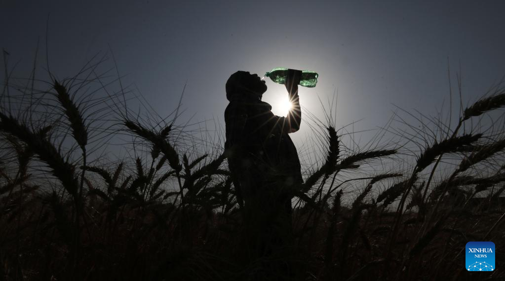 Một nông dân uống nước khi thu hoạch lúa mì ở ngoại ô Jammu, thủ phủ mùa đông của Kashmir do Ấn Độ kiểm soát ngày 30.4.2022. Ảnh: Xinhua