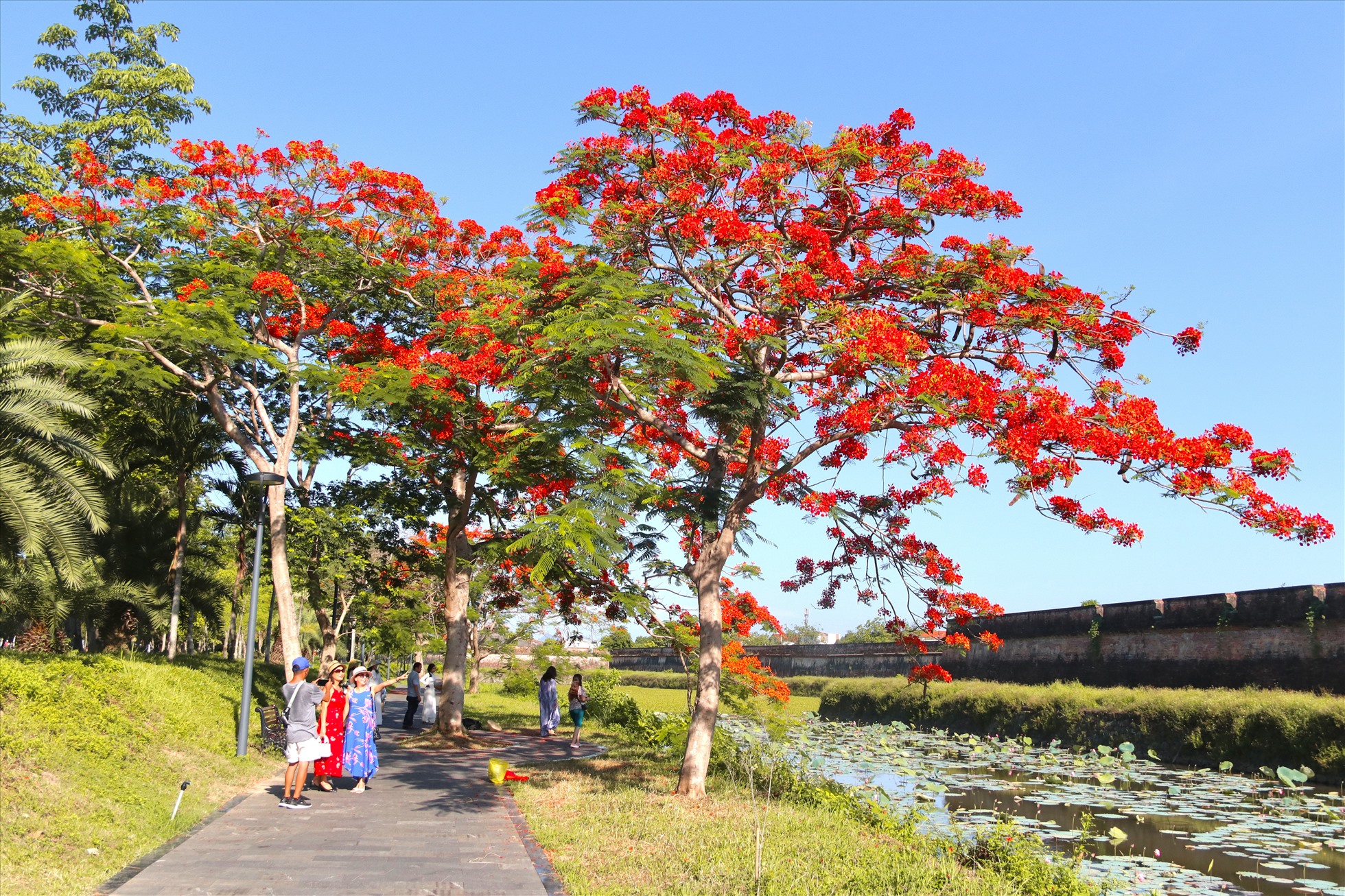 Dạo gần đây, tại TP. Huế hàng loạt cây phượng vĩ đã thi nhau nở rộ, khoe sắc giữa tiết trời nắng nóng. Dọc theo các tuyến đường như Kim Long, Tống Duy Tân, Đặng Thái Thân... không khó bắt gặp những chùm phượng vĩ đỏ rực, đung đưa xao xuyến.