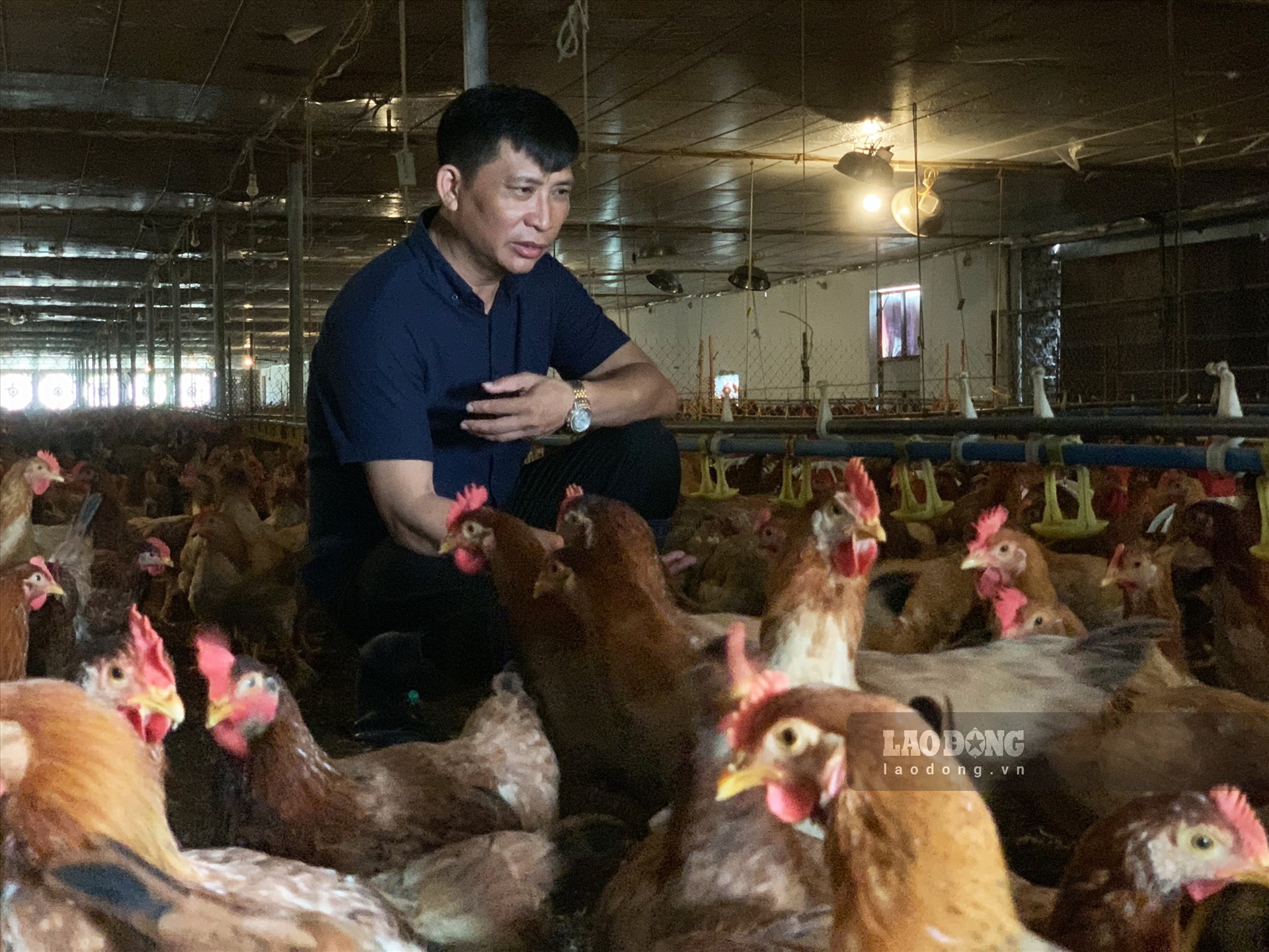 Trang trại gà không mùi của ông nông dân Việt Nam xuất sắc năm 2022 ở Thái Bình: Ảnh: Lương Hà