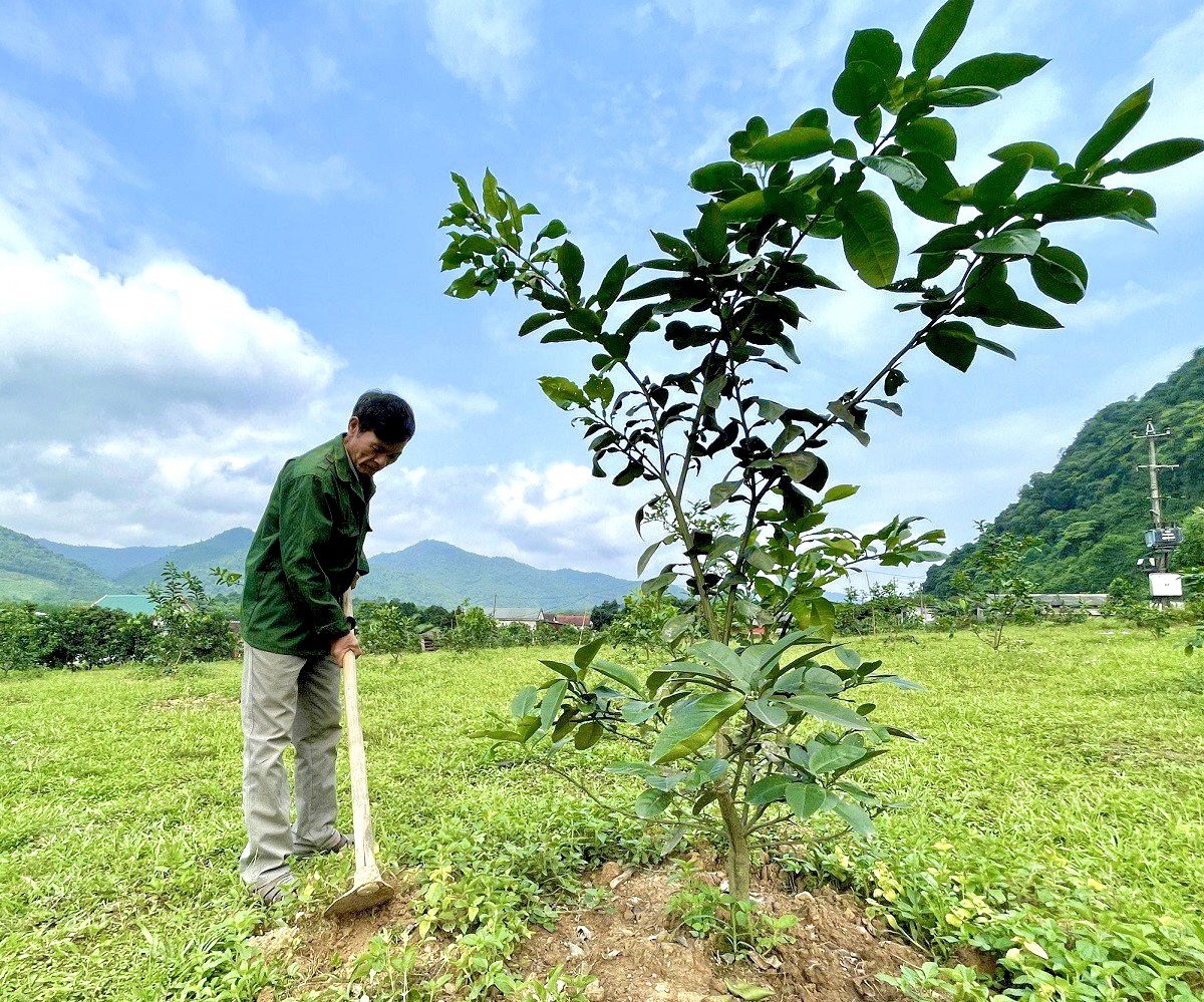 Hơn 60 ha bưởi Phúc Trạch đã được người dân trồng ở vùng đất gò đồi Kim Hóa. Ảnh: Hồng Thiệu