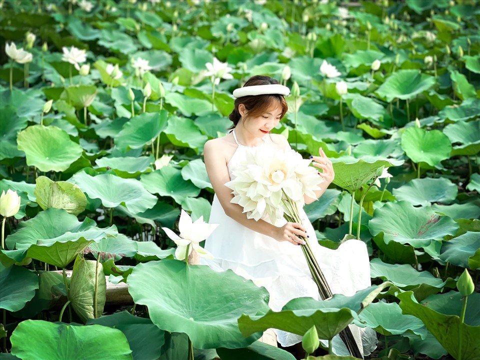 Hình Nền Hoa Sen Nền, HD và Nền Cờ đẹp nền sen, cây, hoa sen để Tải Xuống  Miễn Phí - Lovepik