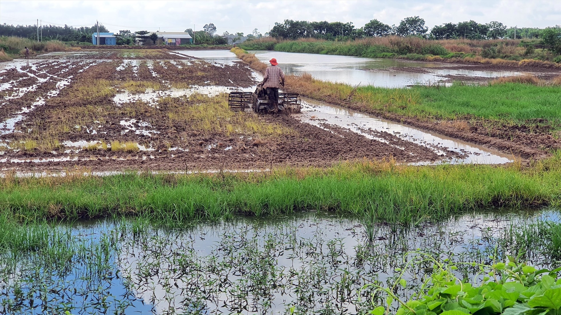Thấy đất trống, người dân đem náy cày phá đất chuẩn bị trồng lúa. Ảnh: Nhật Hồ