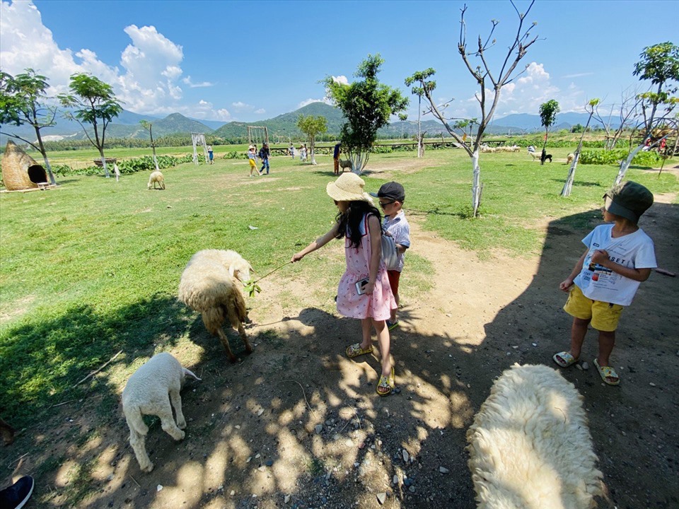 Trải nghiệm cho cừu ăn, chơi với cừu khiến các du khách nhí thích mê.