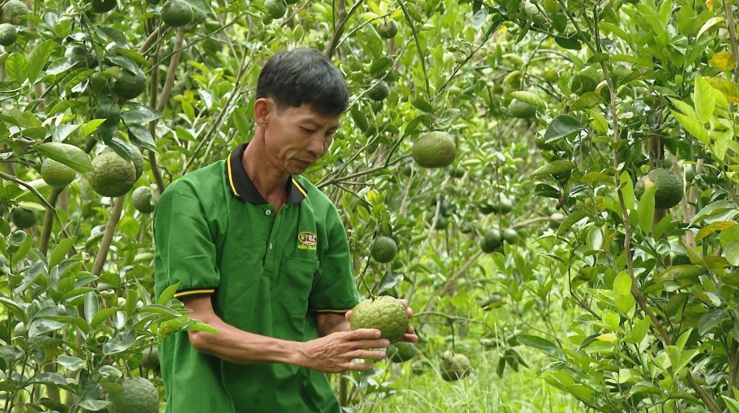 Vườn cam sành của tổ hợp tác cây ăn trái Tân Xuân cho những trái ngon – an toàn nhất Hội thi Trái ngon – an toàn Nam Bộ 2023. Ảnh: Phương Anh