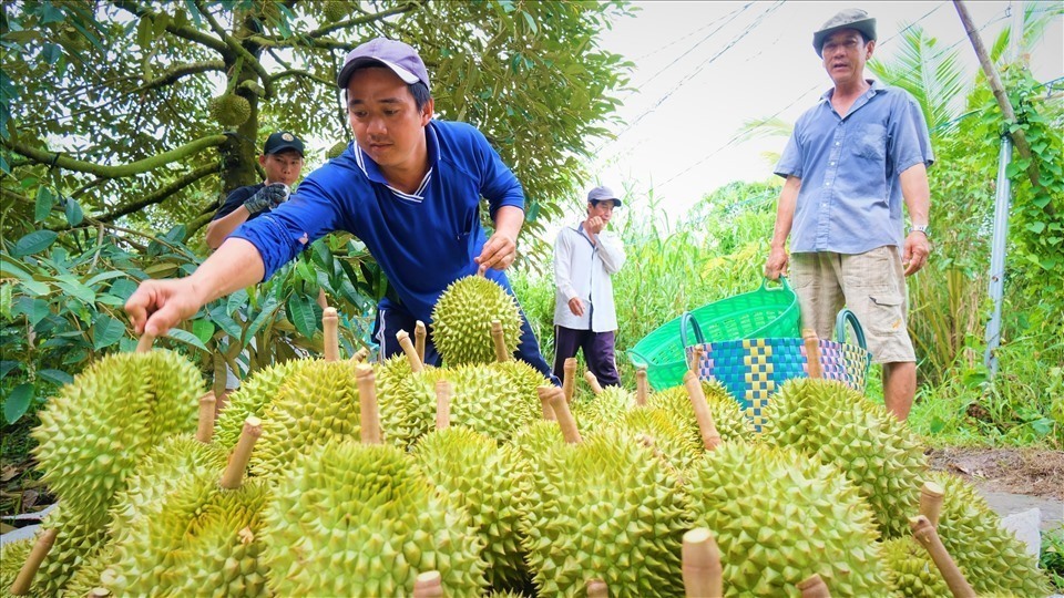 Sầu riêng là mặt hàng xuất khẩu chủ lực trong thời gian gần đây. Ảnh: Phong Linh