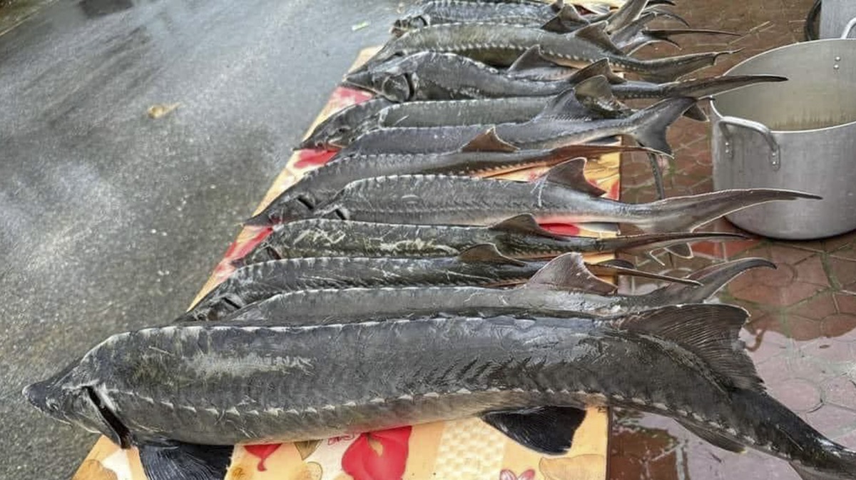 Lũ quét tại Lai Châu khiến 1 trang trại cá tầm bị thiệt hại khoảng 7 tỉ đồng. Ảnh: Người dân cung cấp