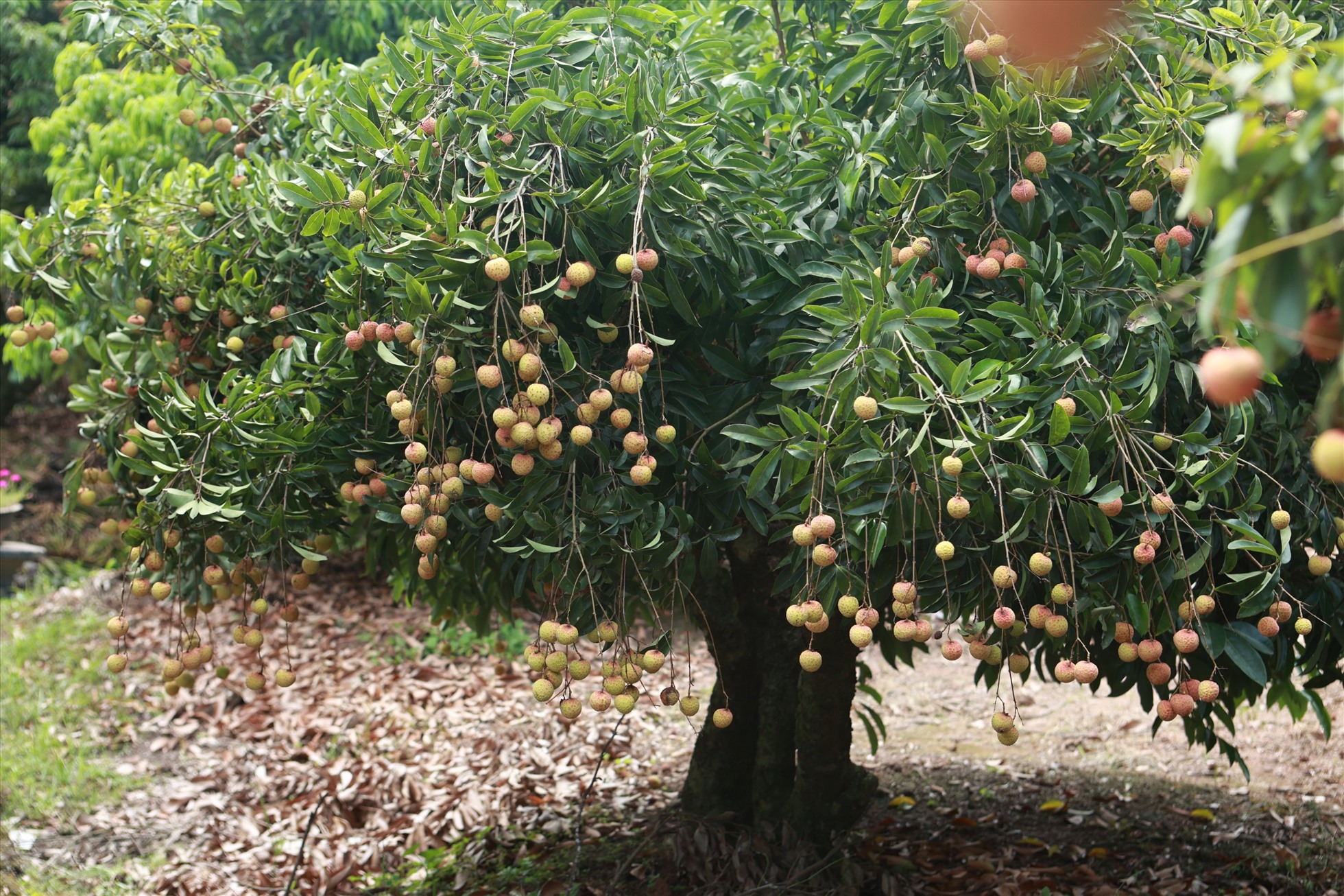 Vải thiều Thanh Hà có vị ngọt mát, thịt quả dày, mọng nước, hạt nhỏ, đôi khi có quả chín mà không có hạt. Ảnh: Nguyễn Thúy