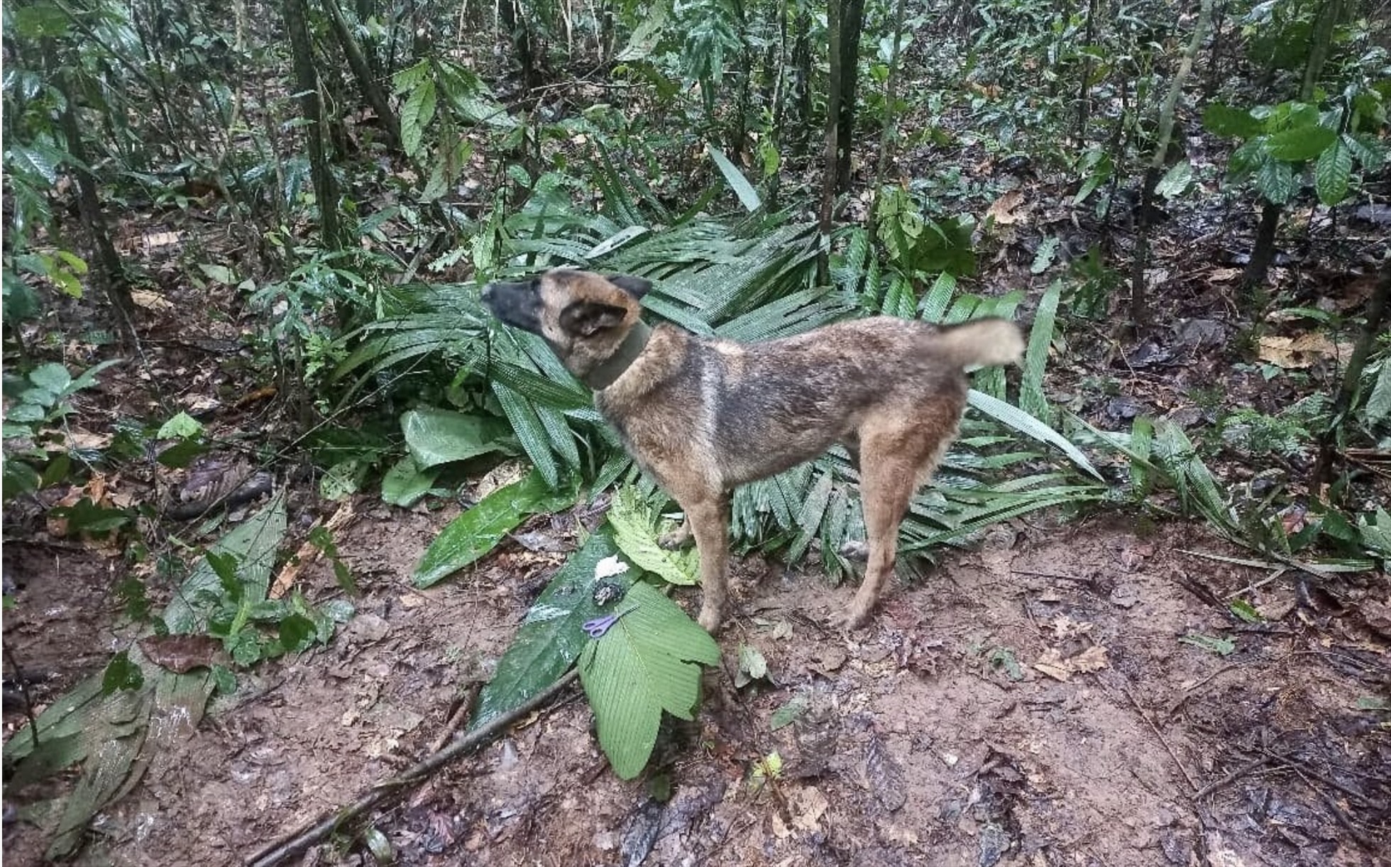Chú chó Wilson có vai trò quan trọng trong việc tìm ra 4 trẻ em bị lạc trong rừng Amazon. Ảnh: Quân đội Colombia