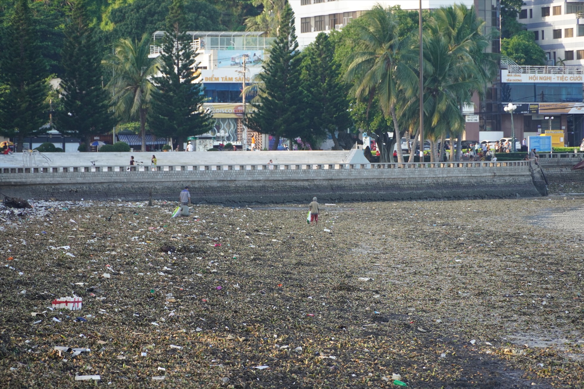 Tạo thành những bãi “rác” trên bờ cát khi nước rút. Ảnh: Thành An