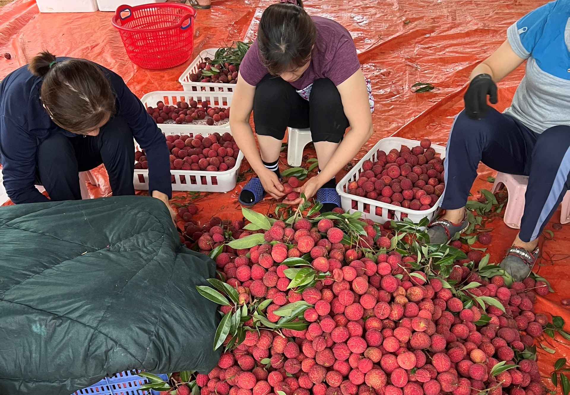 Loại vải thiều không hạt được trồng tại xã Nguyệt Ấn, huyện Ngọc Lặc (Thanh Hóa). Ảnh: Minh Hoàng