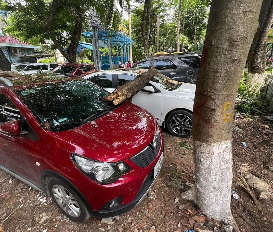 Theo luật sư, hai ôtô bị hỏng do cành cây ở công viên Thủ Lệ có thể được nhận chi trả từ bảo hiểm ôtô. Ảnh: Đặng Huyền