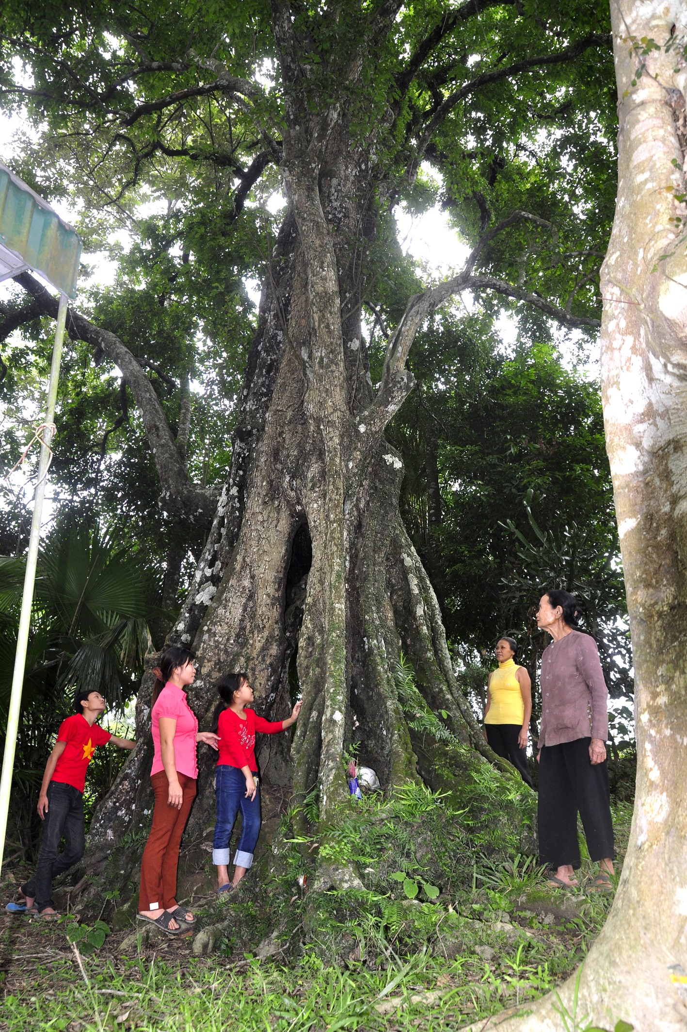 Cây thị cổ nằm trong khuôn viên của gia đình chị Nguyễn Thị Hương, thôn Kim Sơn, là cổ thụ được nhiều người dân và du khách yêu thích, thường xuyên tìm đến thưởng lãm.