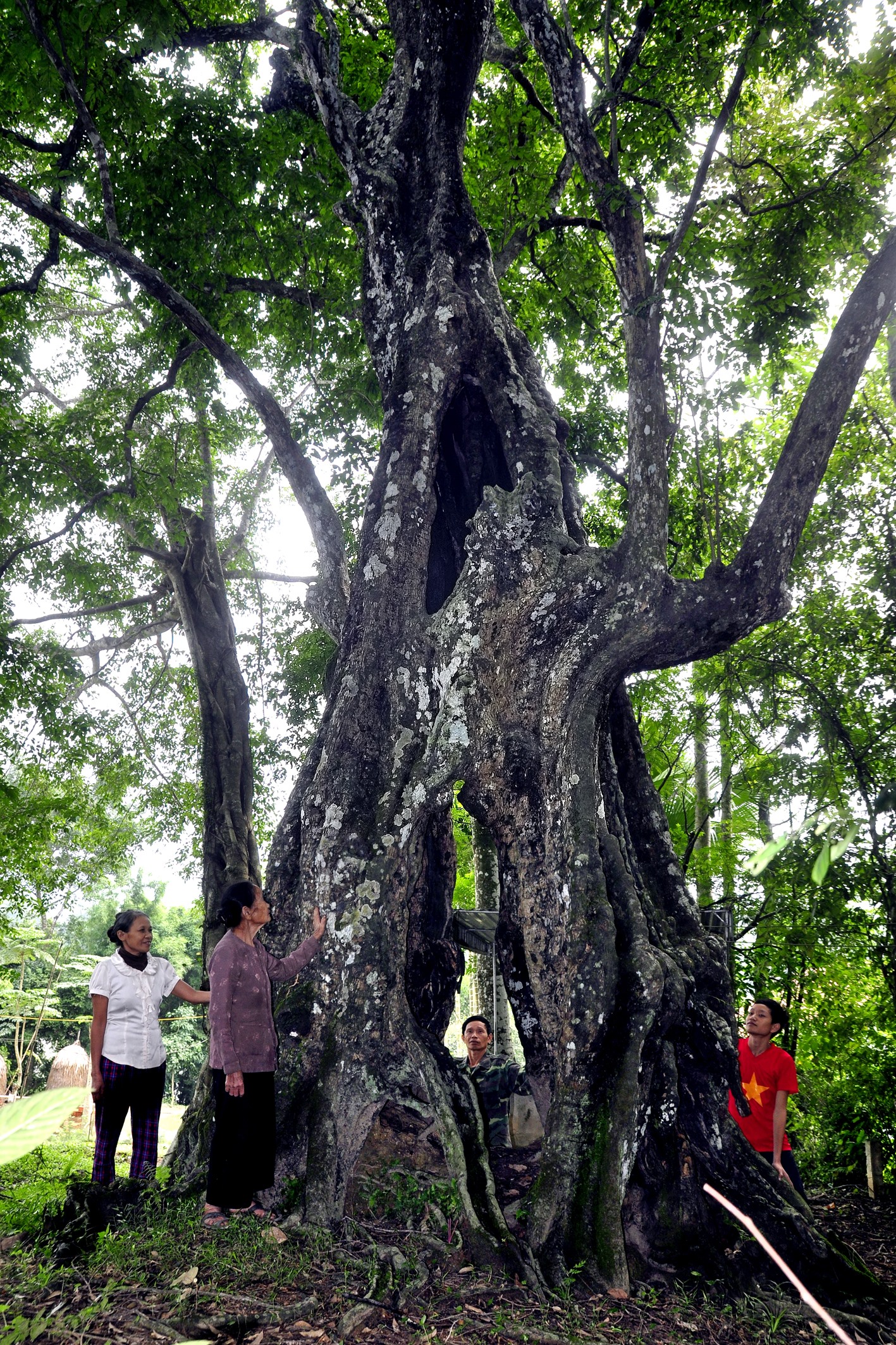 Trải qua gần năm, người dân nơi đây xem cây thị cổ như một biểu tượng thiêng liêng và thân thuộc của quê hương.