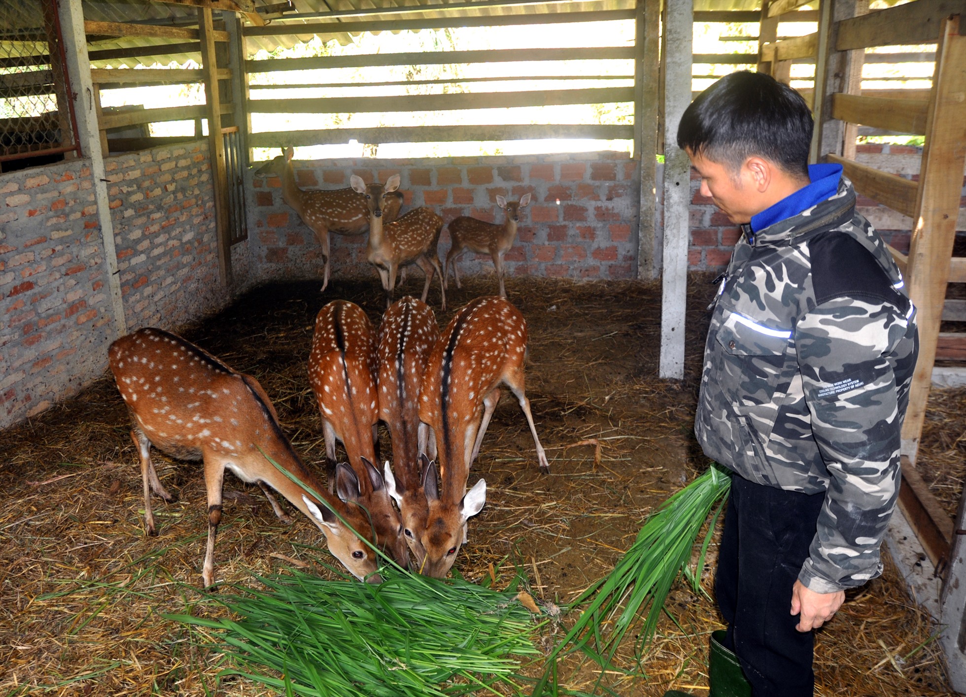 Đàn hươu sao của cơ sở Thắng Ngân. Ảnh: Minh Lý