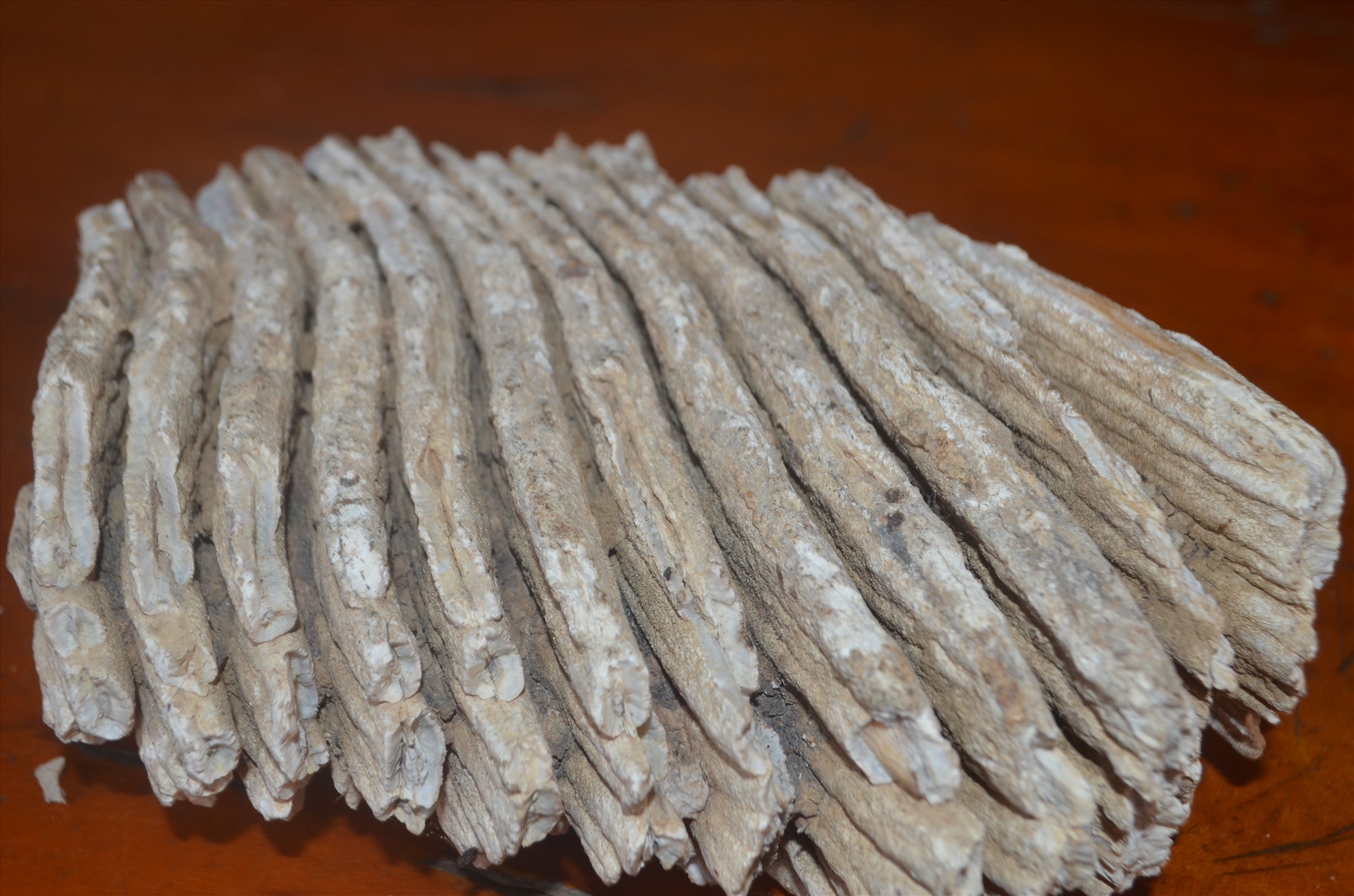 Vật thể giống hóa thạch răng voi ma mút có kết cấu từng phiến mỏng. Ảnh: Hà Thủy
