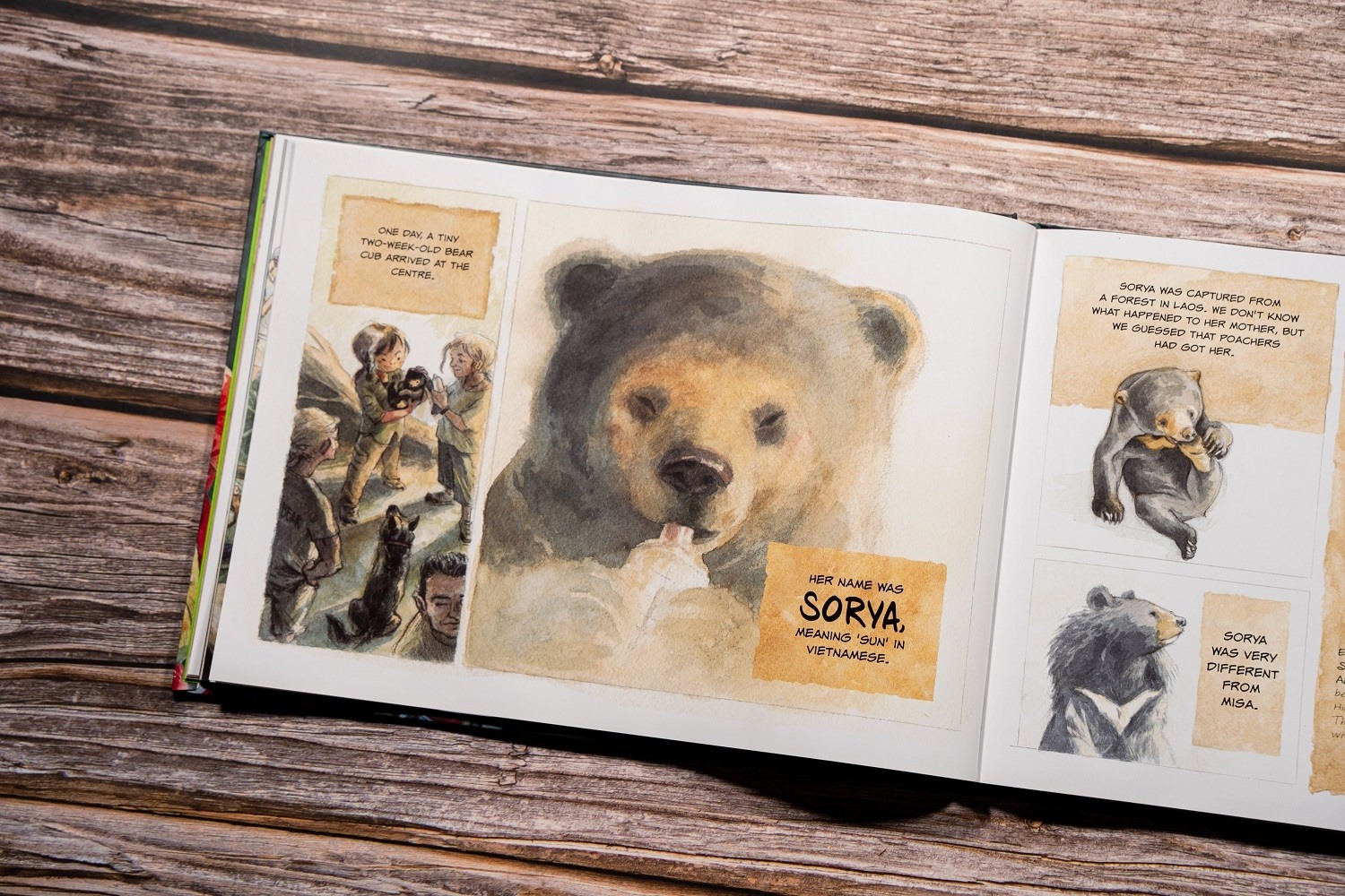 Hình ảnh trong cuốn sách “Chang hoang dã – Gấu” của Nhà xuất bản Kim Đồng. Ảnh:  K. Đ