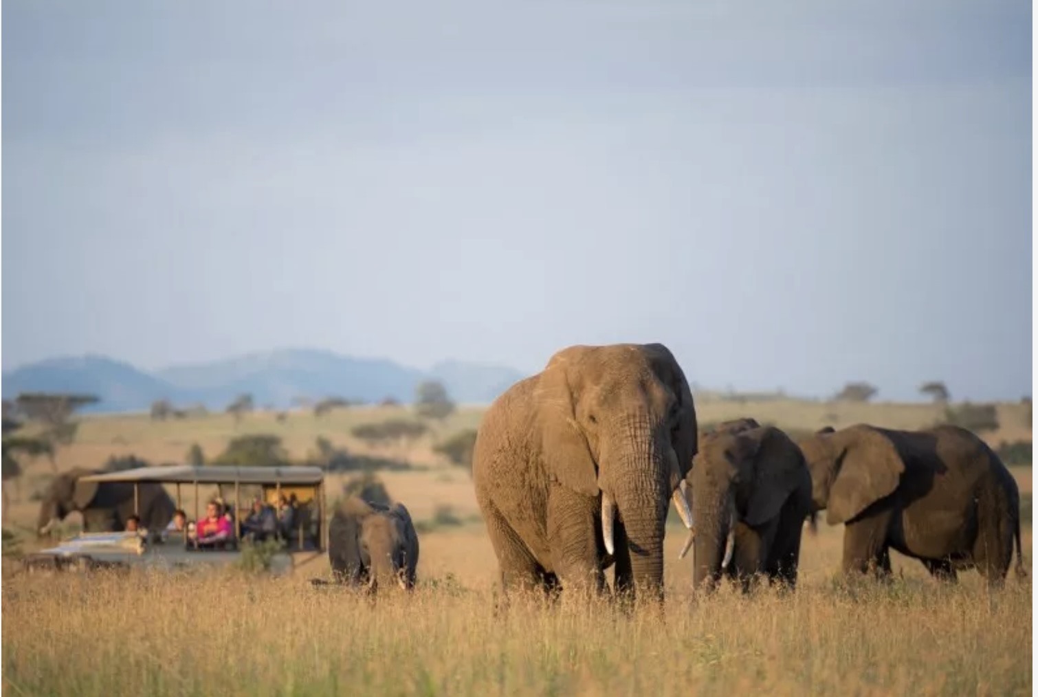 Du khách quan sát voi tại Singita Serengeti House ở châu Phi. Ảnh: Singita Serengeti House