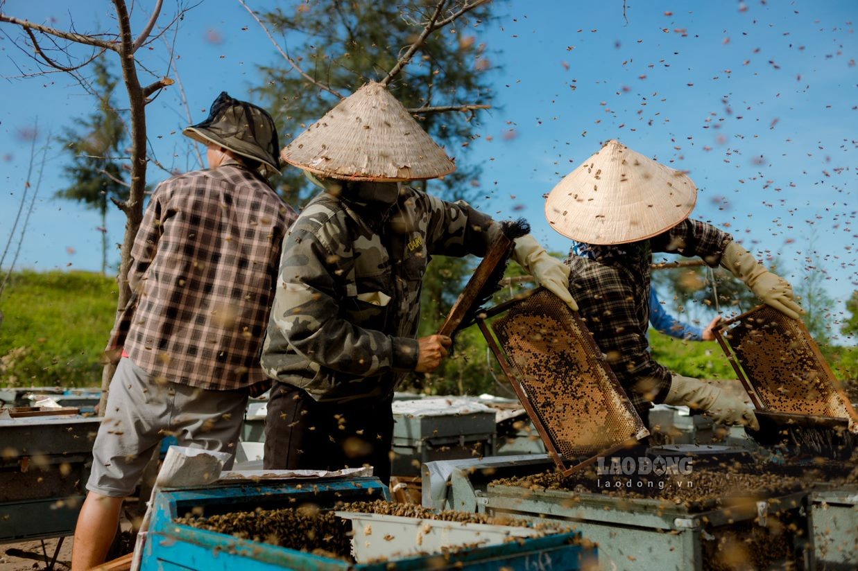 Trong quá trình lấy mật để đảm bảo an toàn, người thợ phải bịt kín và dùng khói để xua đuổi đàn ong. Chị Phạm Thị Phin (sinh năm 1981, xã Giao Thiện, huyện Giao Thuỷ) cho biết