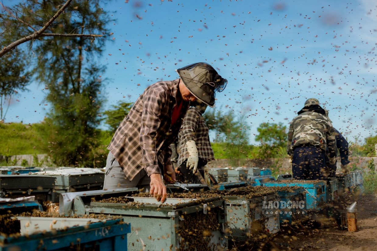 Đàn ong (thùng ong) sau khi được vận chuyển ra khu vực có vườn hoa sú vẹt để ong đi hút mật. Sau đó, đàn ong sẽ được đưa về điểm tập kết. Thông thường từ 10-12 ngày, những người nuôi sẽ quay (lấy) được mật.